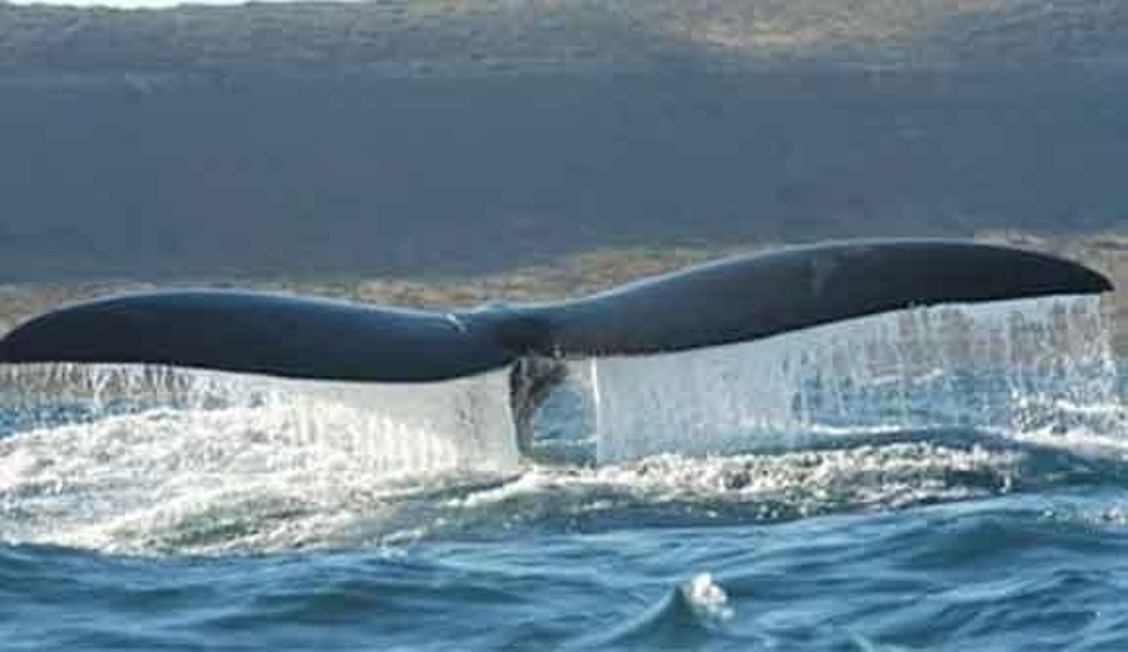 Las ballenas francas australes (Foto: EFE)