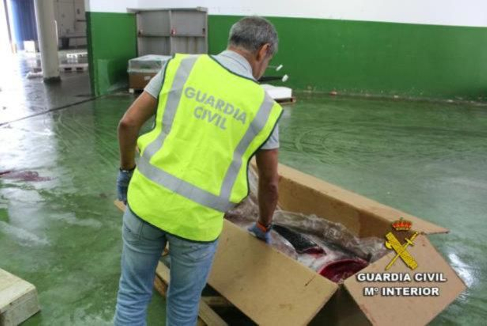 Decomisado el ejemplar de atún rojo en el puerto de Vigo.