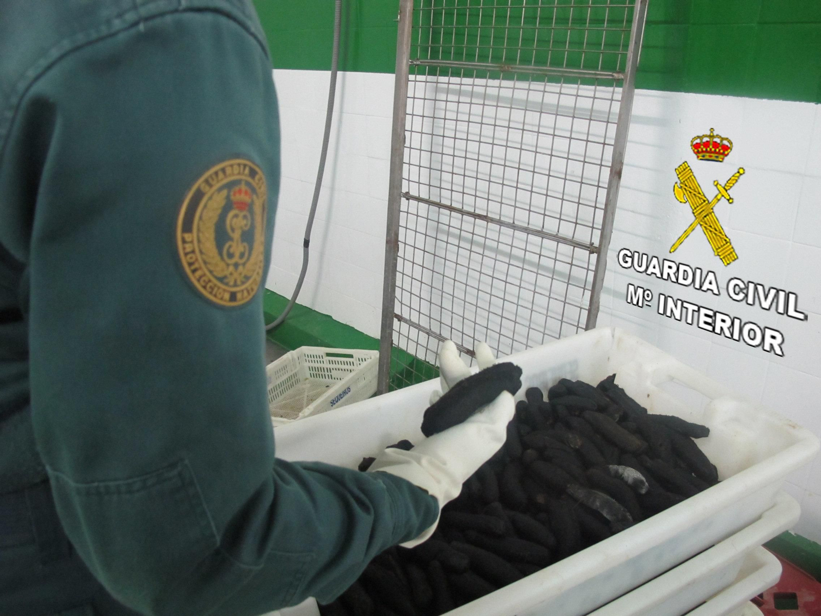 La Guardia Civil se incautó de 1.200 Kgs. de pepino de mar