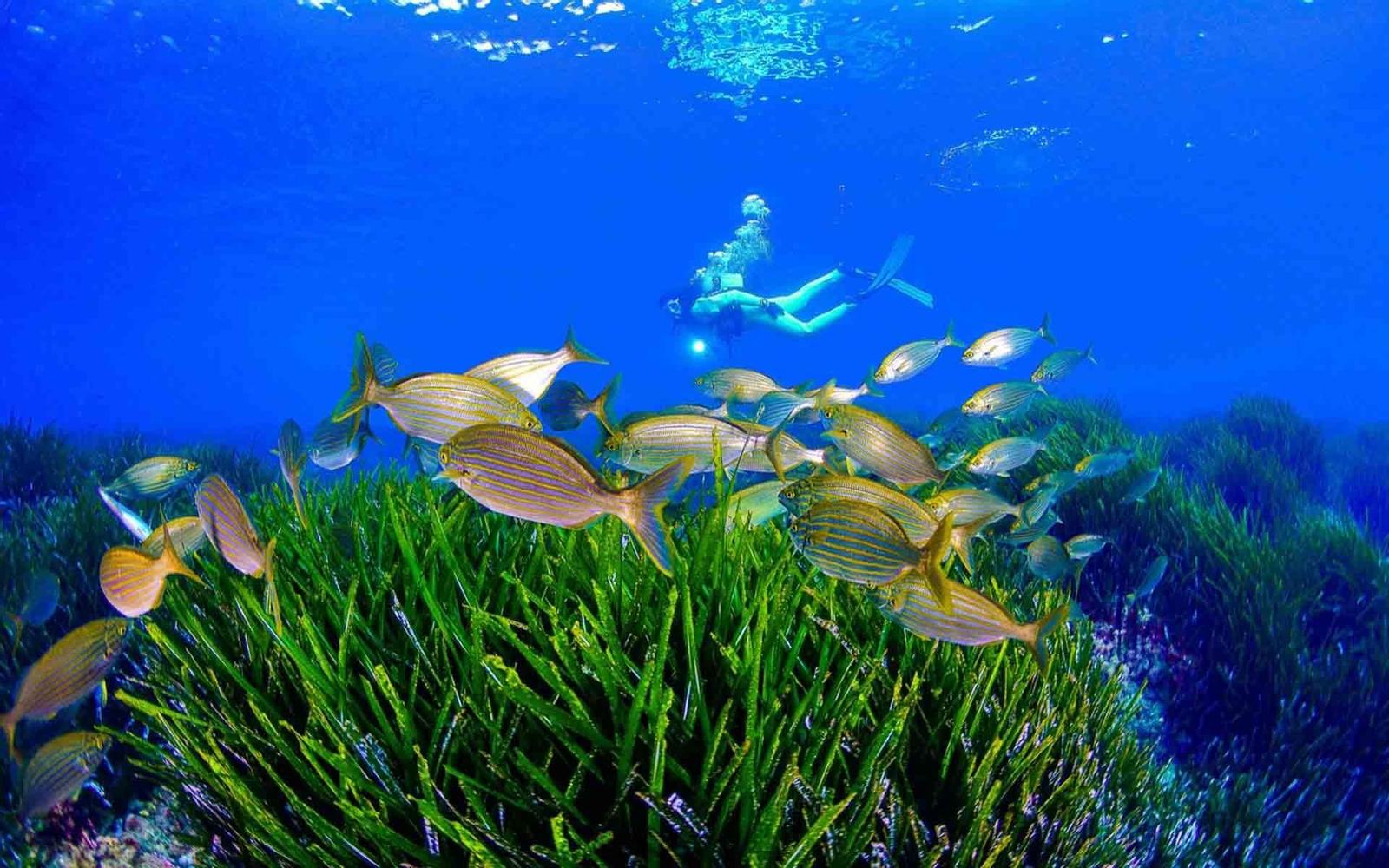 La Región de Murcia cuenta con alguno de los fondos marinos más destacados del Mediterráneo