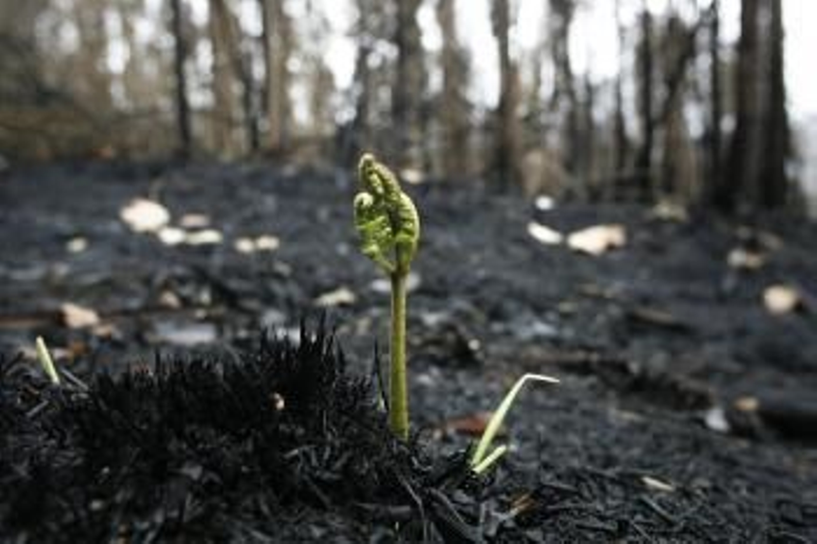 Imagen tomada hoy del Parque Natural de las Fragas do Eume, en A Capela (A Coruña), tras el incendio que calcinó cientos de hectáreas de la zona.  (Foto: EFE)
