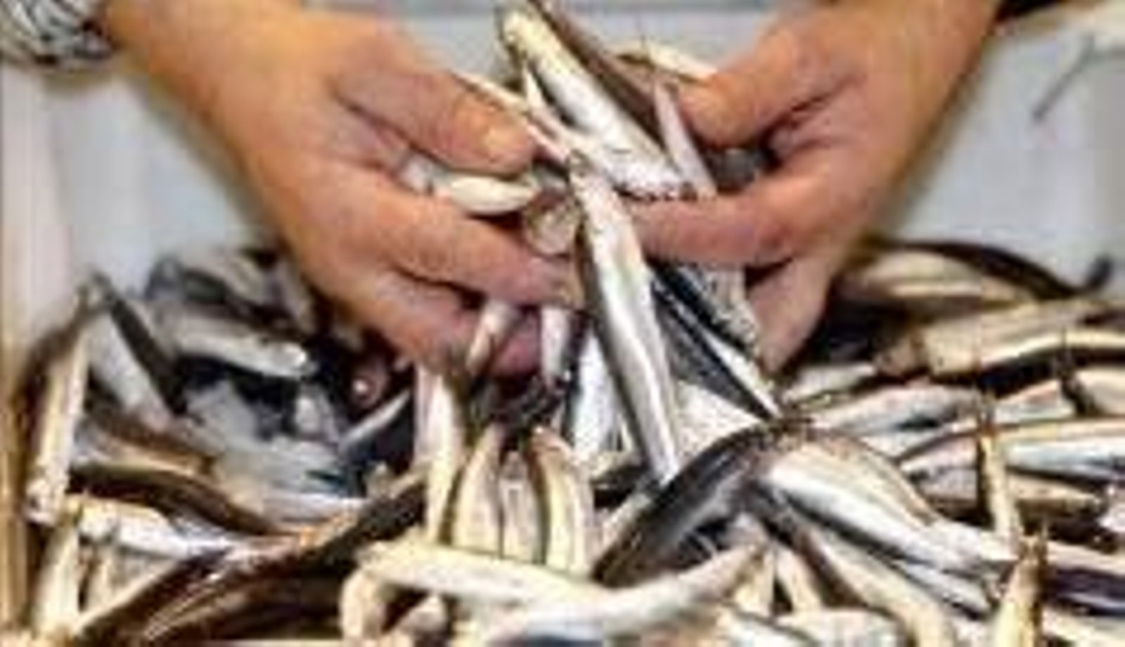 El presupuesto de la Feria de la Anchoa asciende a 96.000 euros.