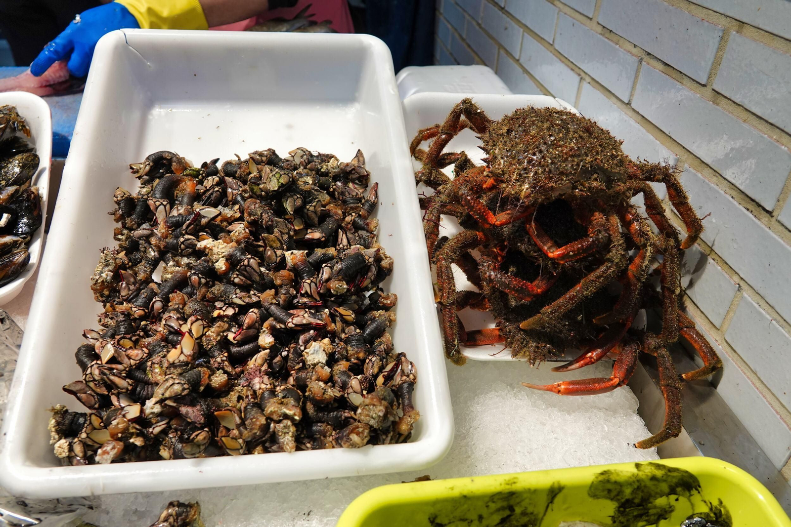 Marisco en el mercado de O Progreso.
