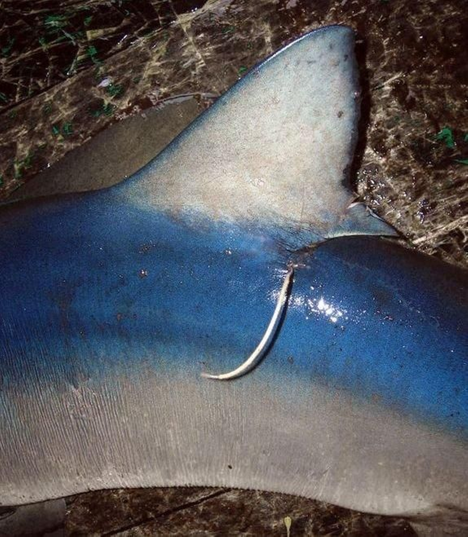 Especimen capturado.