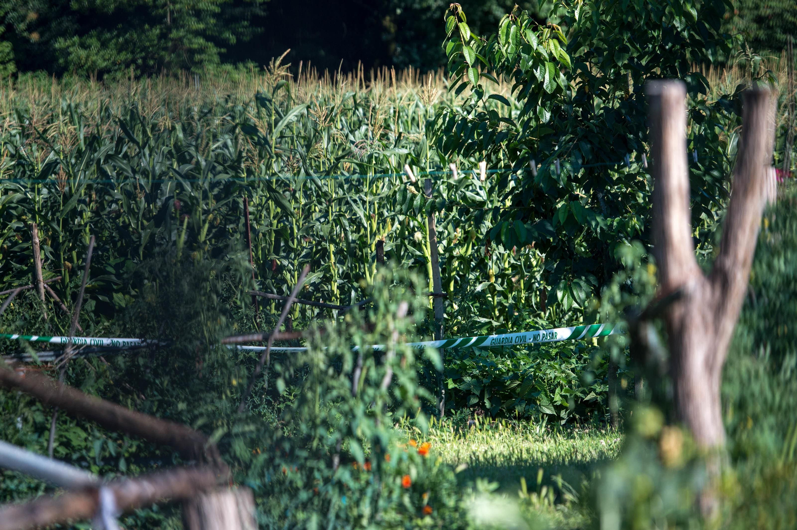 Zona acordonada por la Guardia Civil en Pereda, donde apareció el cuerpo sin vida de un vecino, fallecido a causa de las picaduras de avispa autóctona.