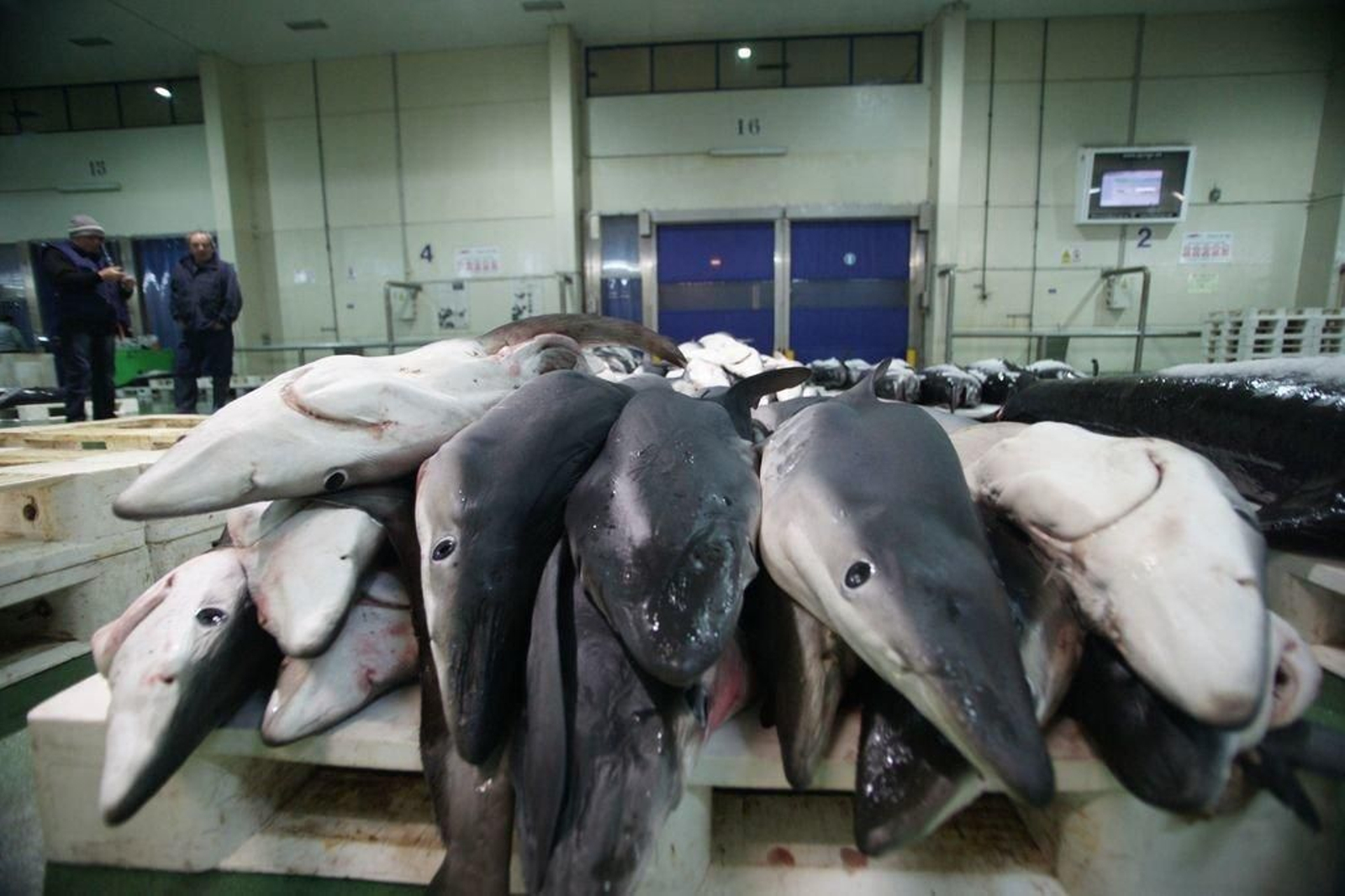 El puerto de Vigo, base de los palangreros de A Guarda, es donde se descarga la captura de tiburón.