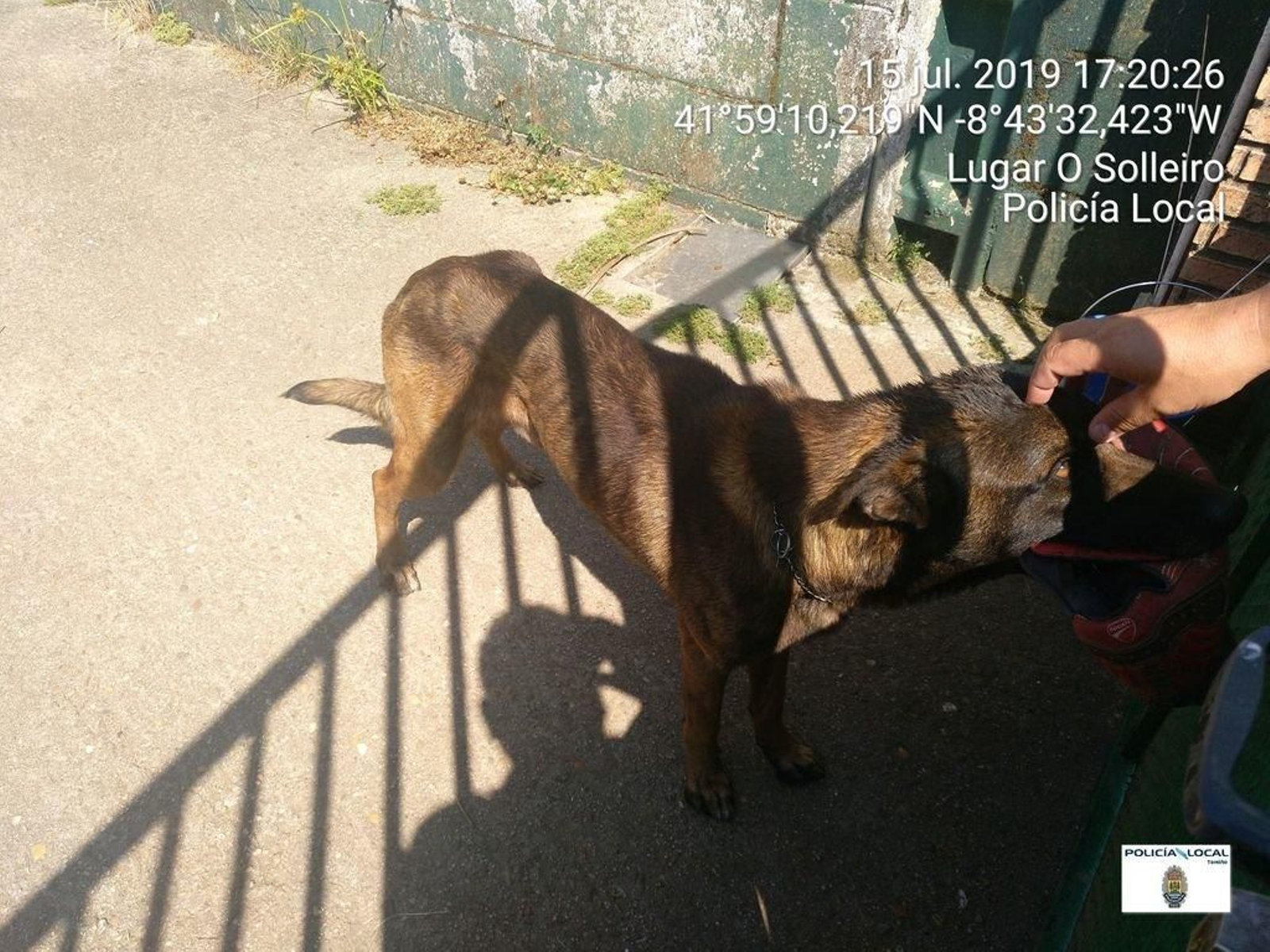 El animal, de la raza pastor belga de Malinois, presenta un estado de desnutrición avanzado.