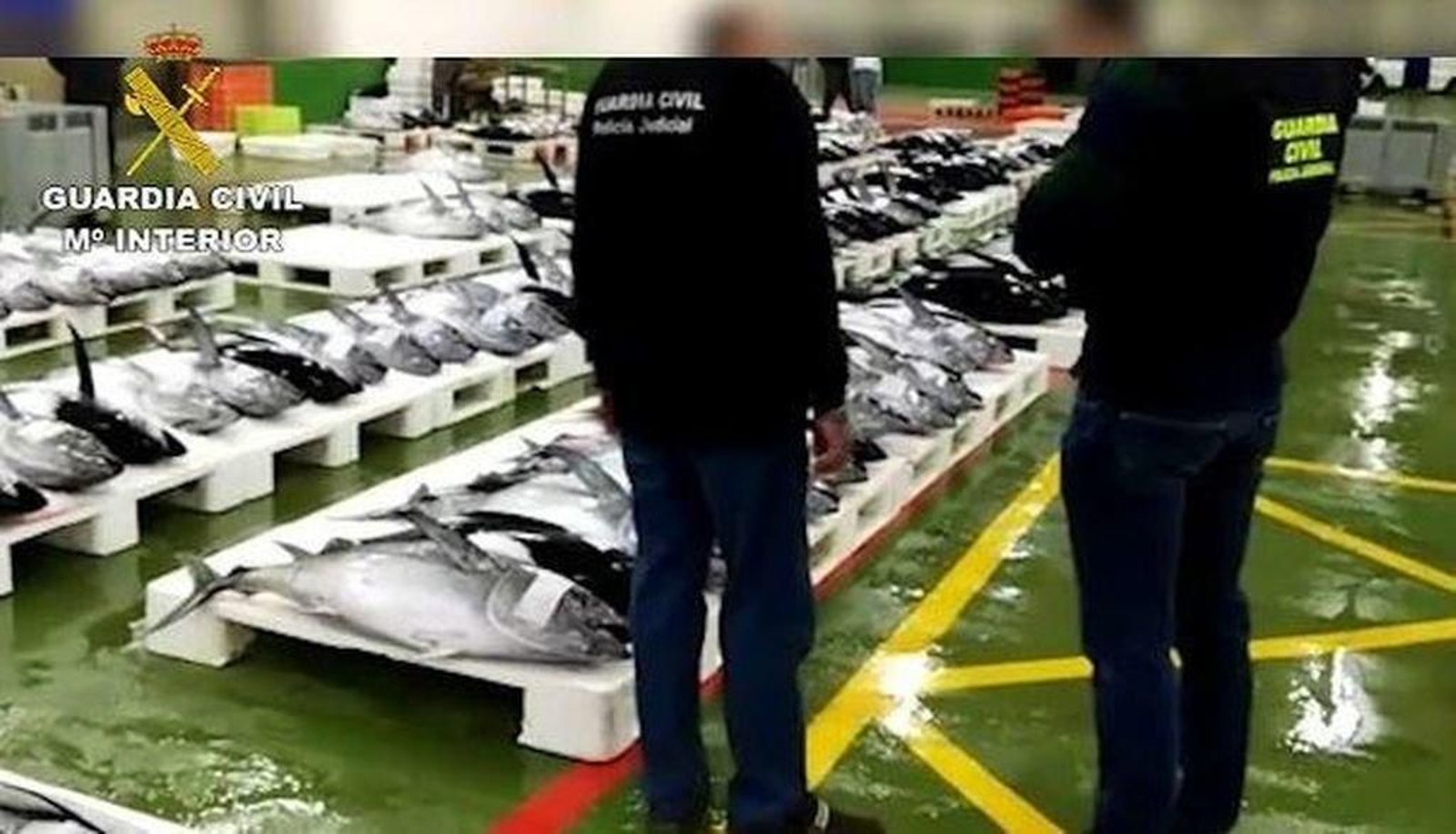 La Guardia Civil intervino 300 kilos de pescado durante la llamda ‘Operación Govi’