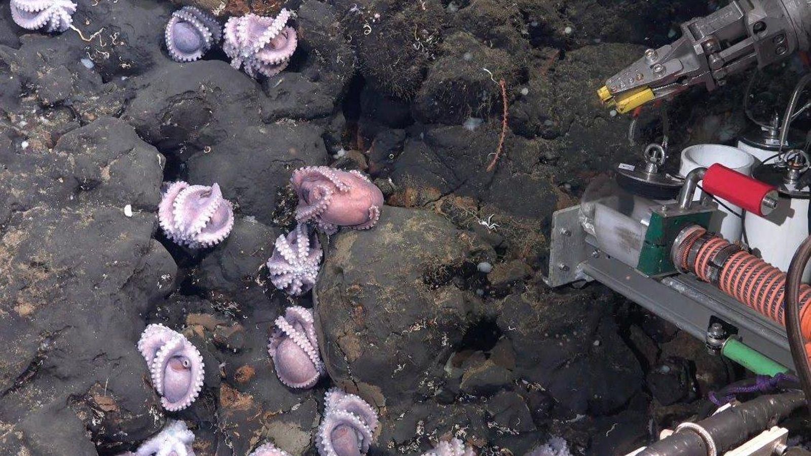Los pulpos nadando en aguas de Costa Rica. // Schmidt Ocean Institute