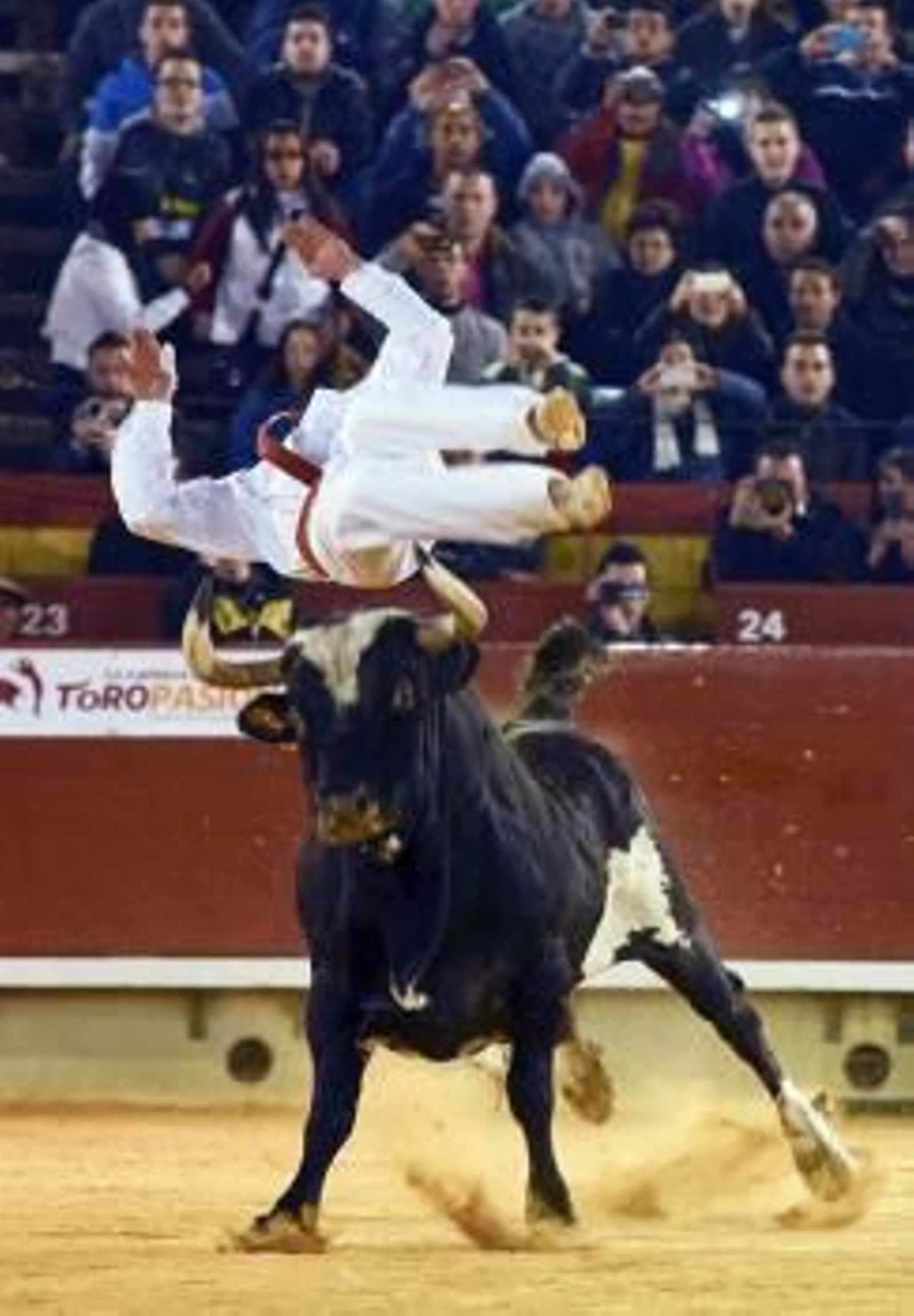 Fotografía de archivo (16/03/2012) del famoso toro Ratón que ha muerto y ha dejado los cosos huérfanos de una de las leyendas más mediáticas de los festejos taurinos populares.
