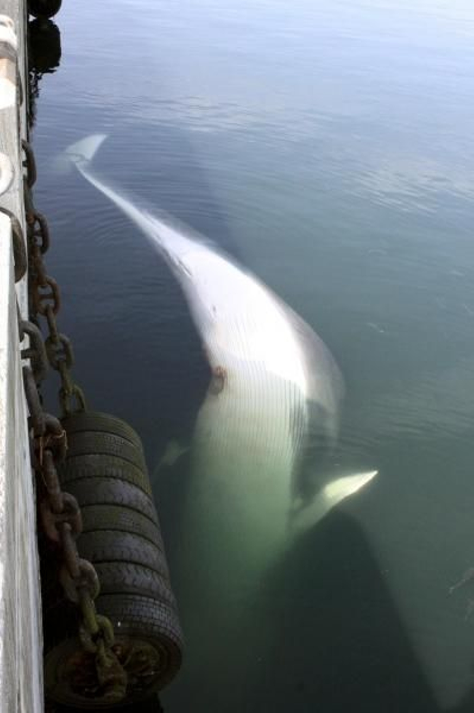 Imagen de la ballena enganchada al barco, en el puerto de Marín. (Foto: EFE)