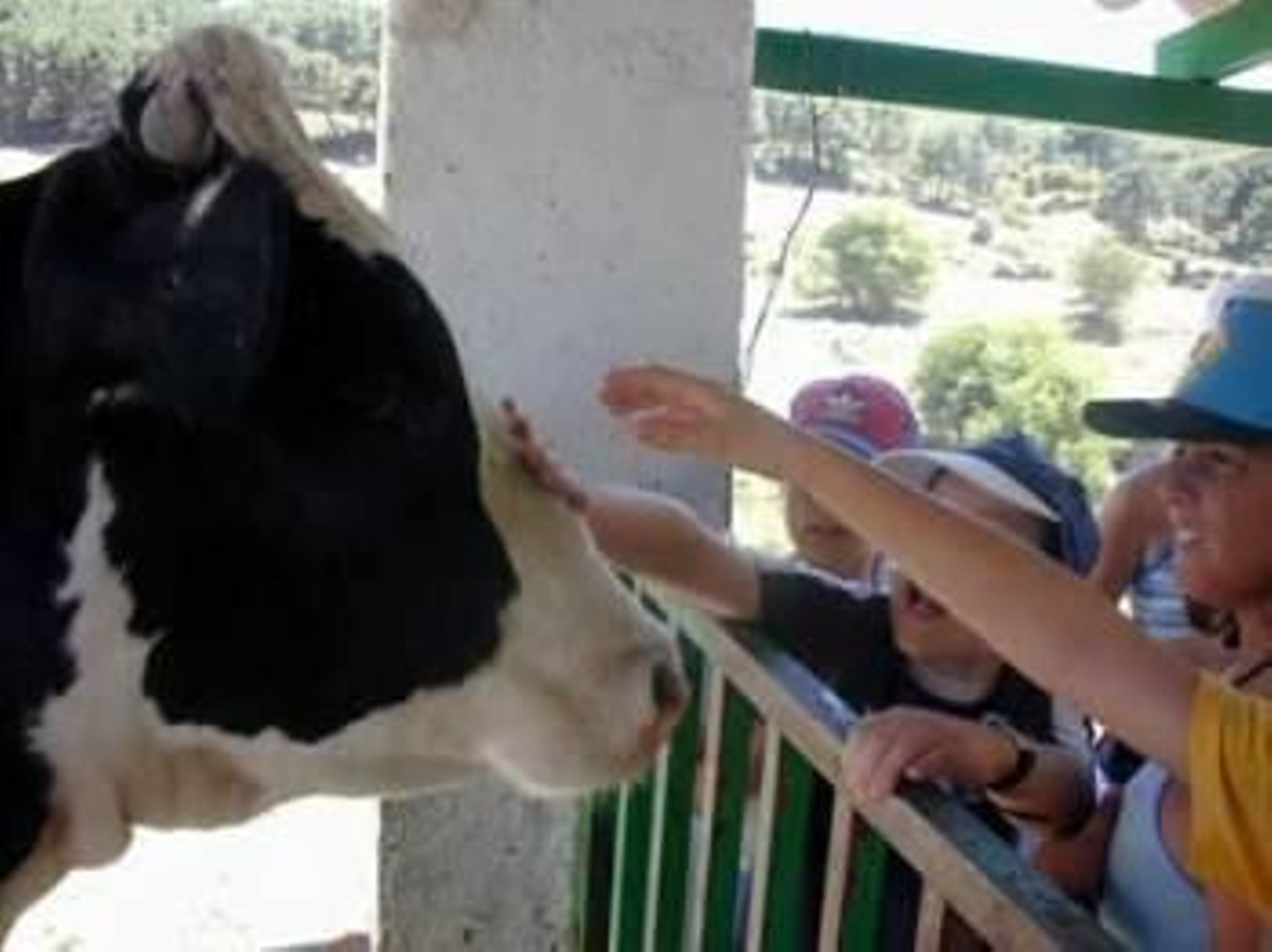 Las vacas con nombre dan más leche, según un estudio.
