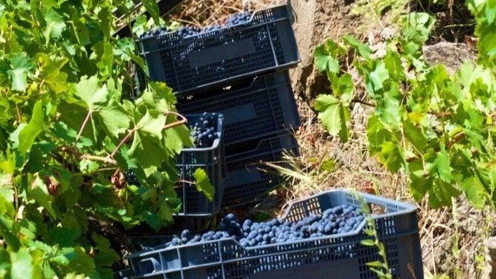 Cajas de uva tinta vendimiada en esta campaña de la DO Ribeira Sacra.
