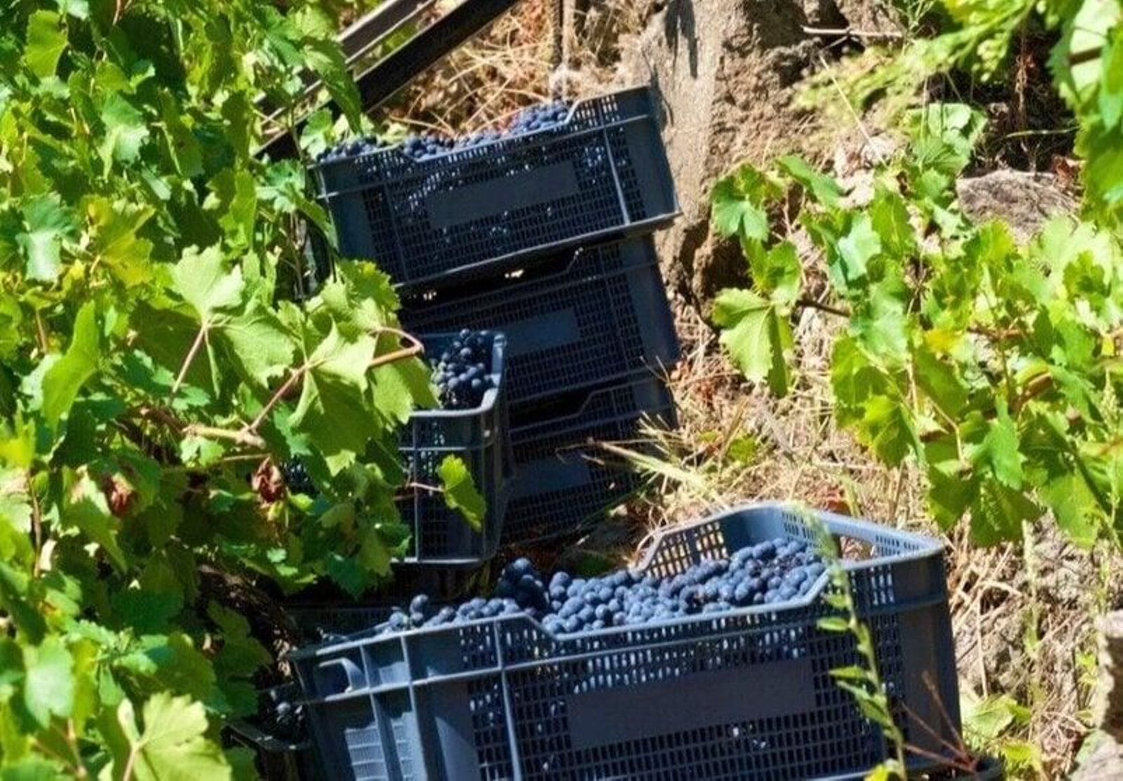 Cajas de uva tinta vendimiada en esta campaña de la DO Ribeira Sacra.
