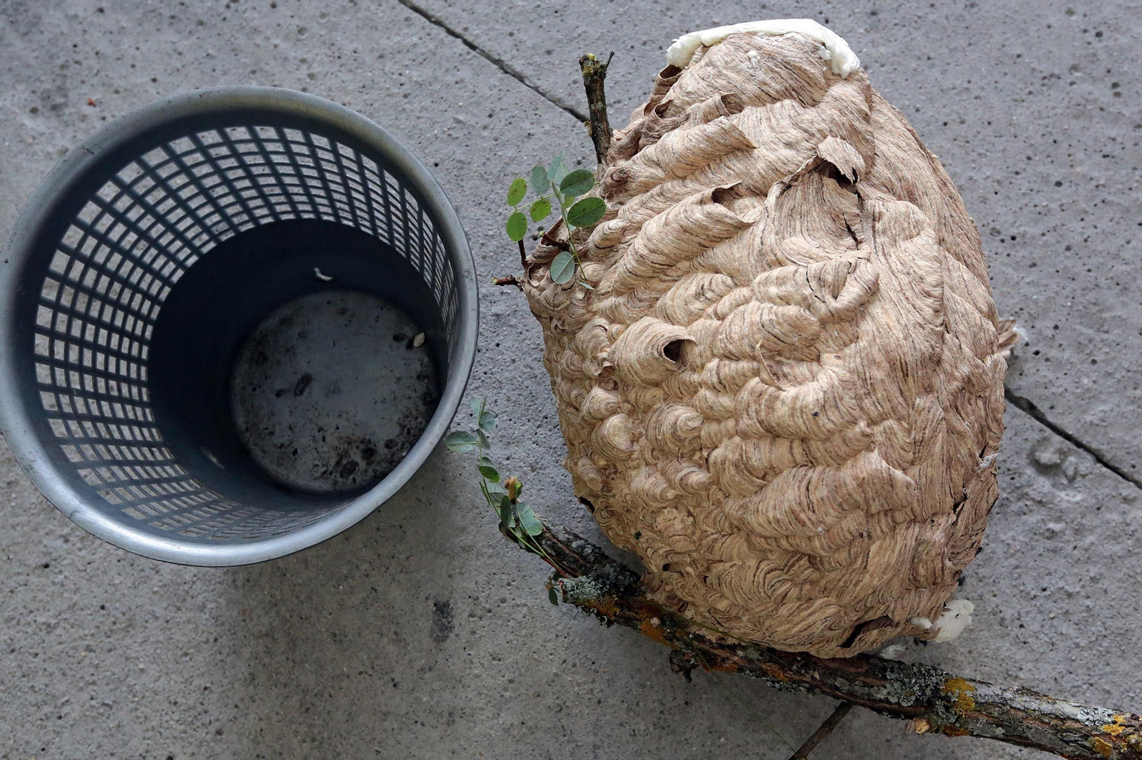 Niño de vespa velutina capturado en Ponteareas.