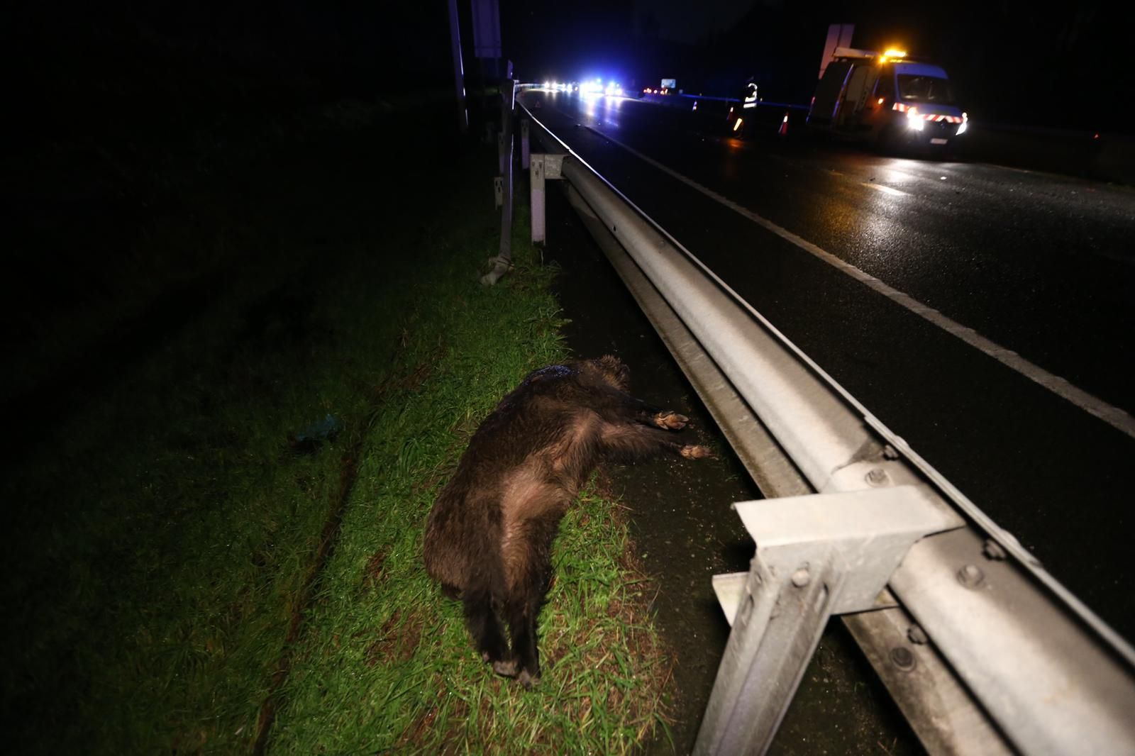 Dos jabalíes irrumpen en la VG20 en Vigo y provocan un aparatoso accidente de tráfico // Alberte