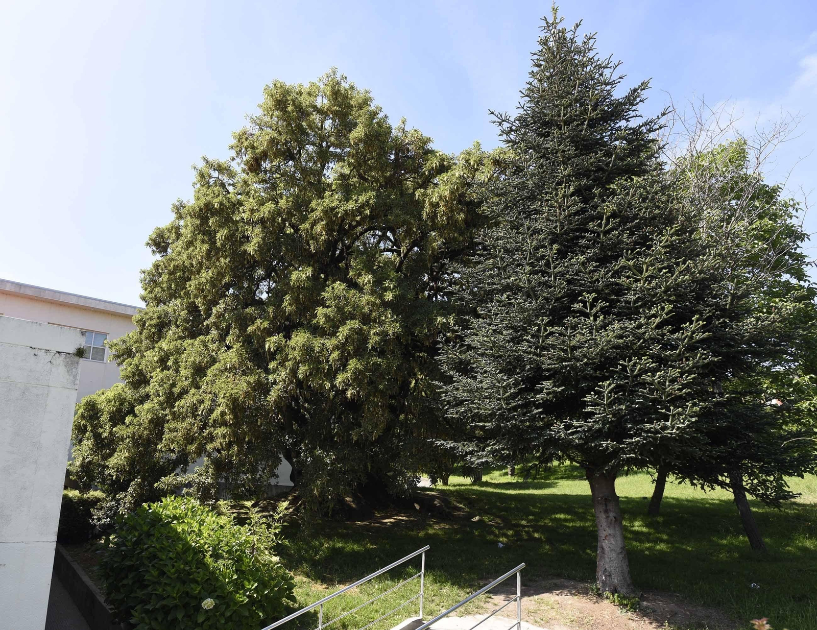 El ombú, a la izquierda, es la joya natural más preciada por la comunidad del IES  O Castro.