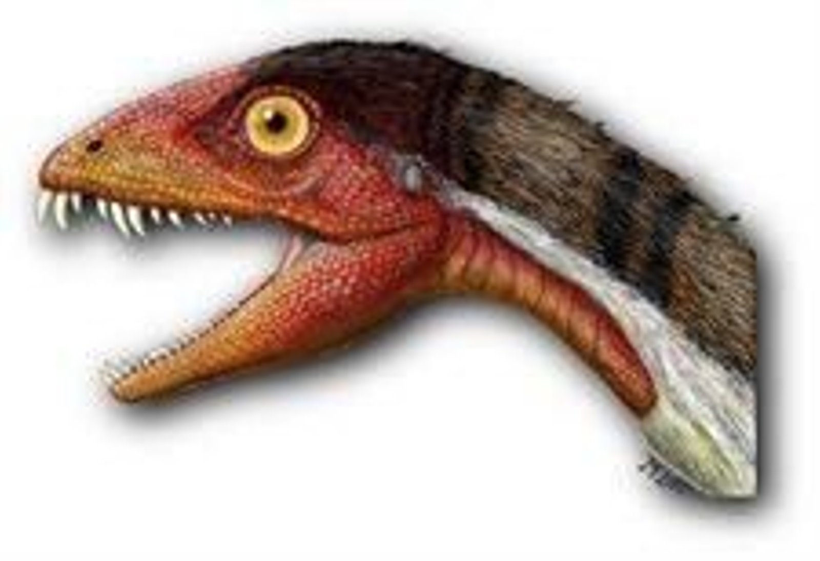 Foto: JEFFREY MARTZ/SMITHSONIAN