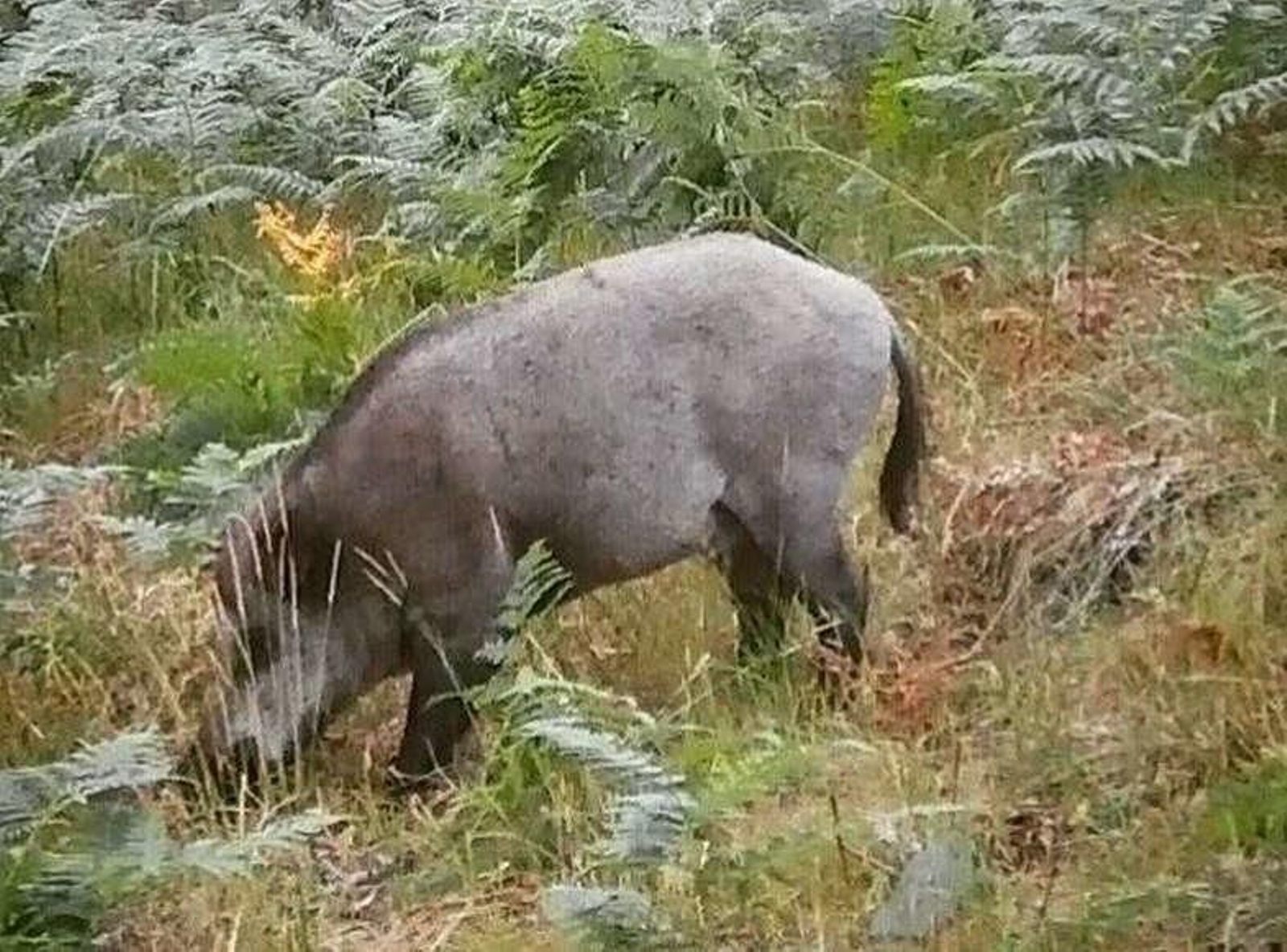 Un "vakamulo" visto en la zona de Nogueira de Ramuín.