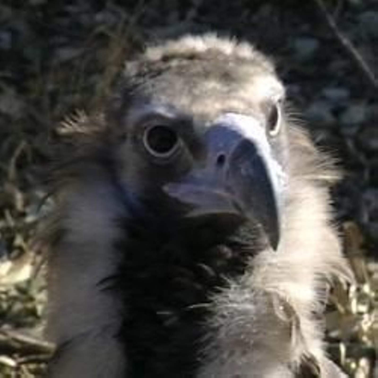 Impulso económico a Red Natura para la conservación de especies.