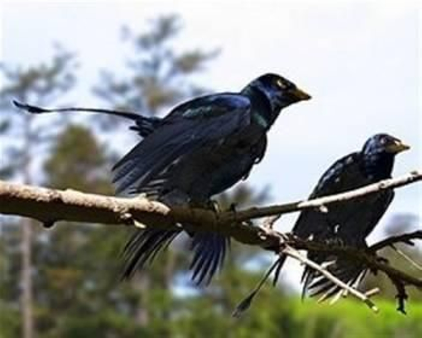 Foto: JASON BROUGHAM/UNIVERSITY OF TEXAS