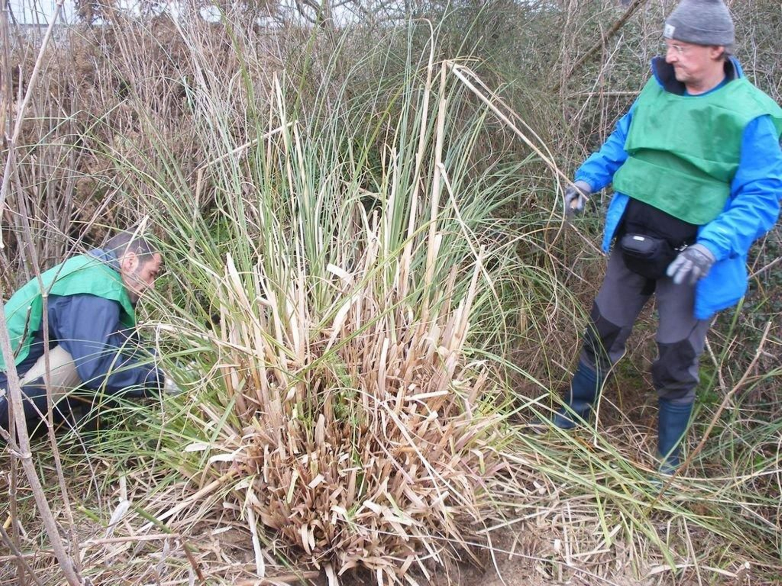 Limpieza de A Xunqueira en el Día de los Humedales
