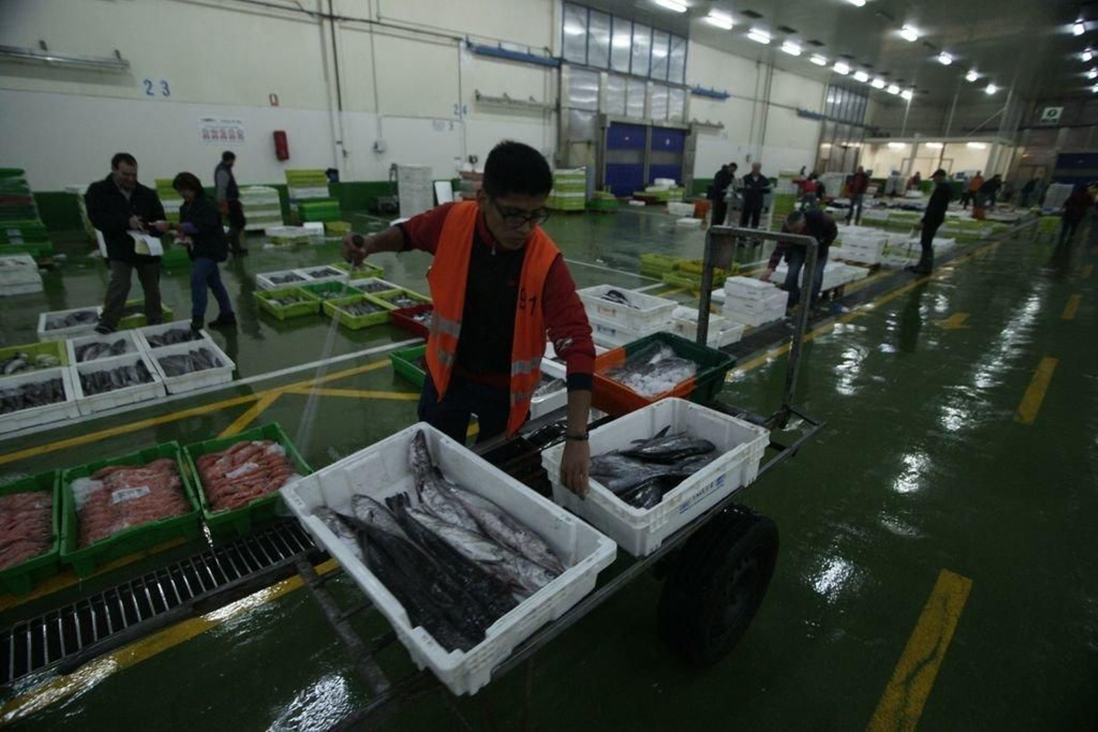La merluza es una especie fundamental para la flota gallega por su alta demanda en la lonja.