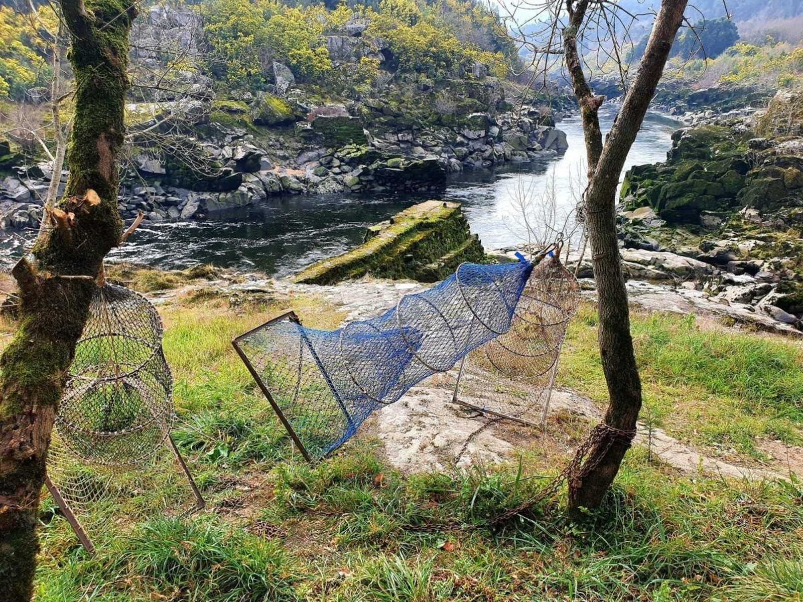 ‘Butrones’ listos para colocar en las ‘Pesqueiras del Miño' y capturar lampreas en temporada alta.