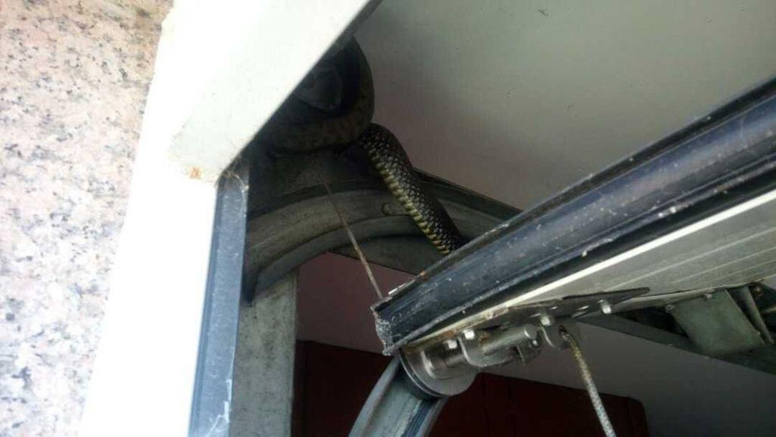 La enorme culebra estaba atrapada en un garaje de una vivienda de Matamá.