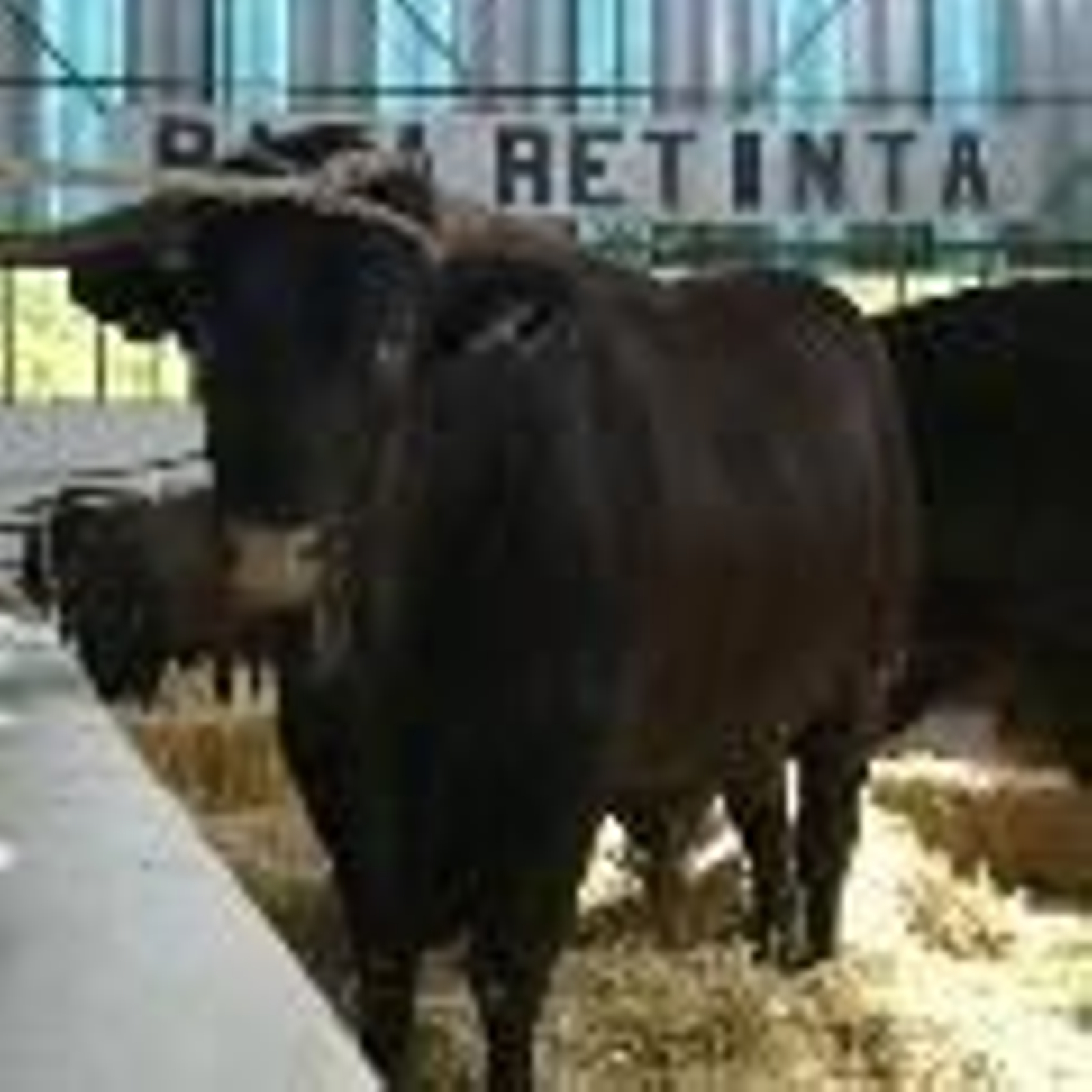 Zafra cierra su feria con un balance que 'supera las expectativas'.