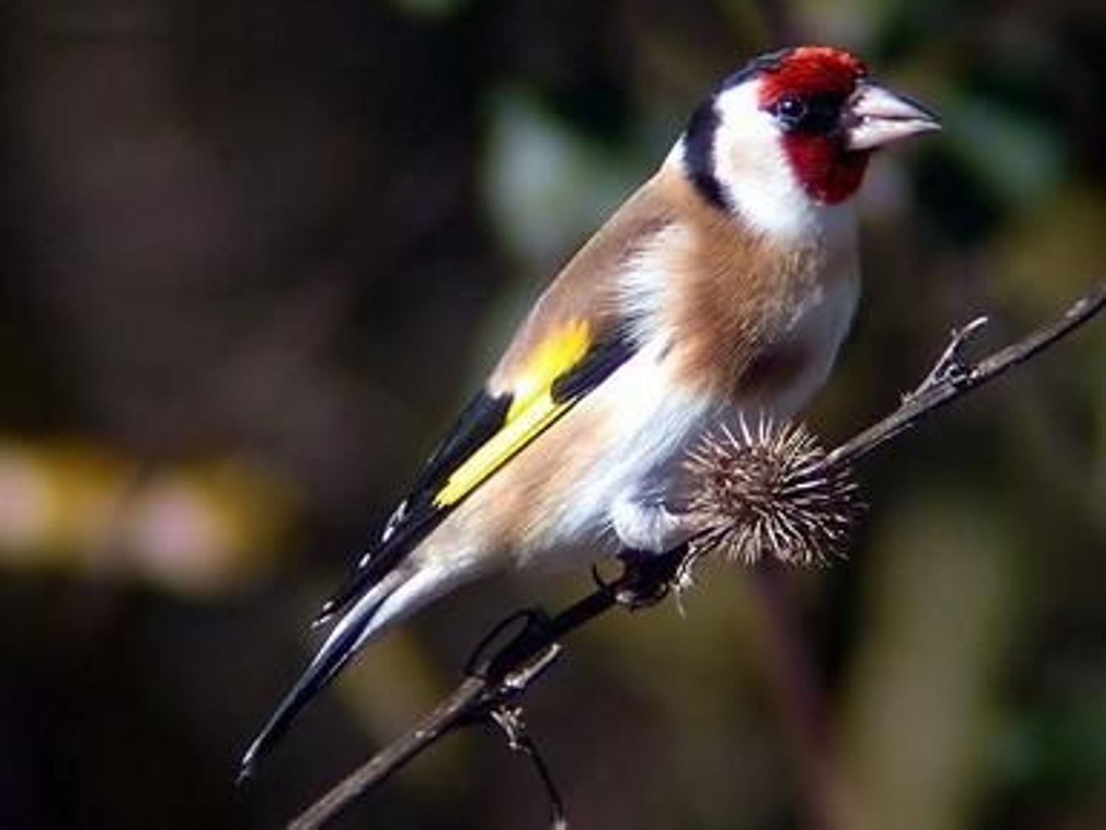 Entre los pájaros incautados había numerosos ejemplares de jilguero. (Foto: archivo)