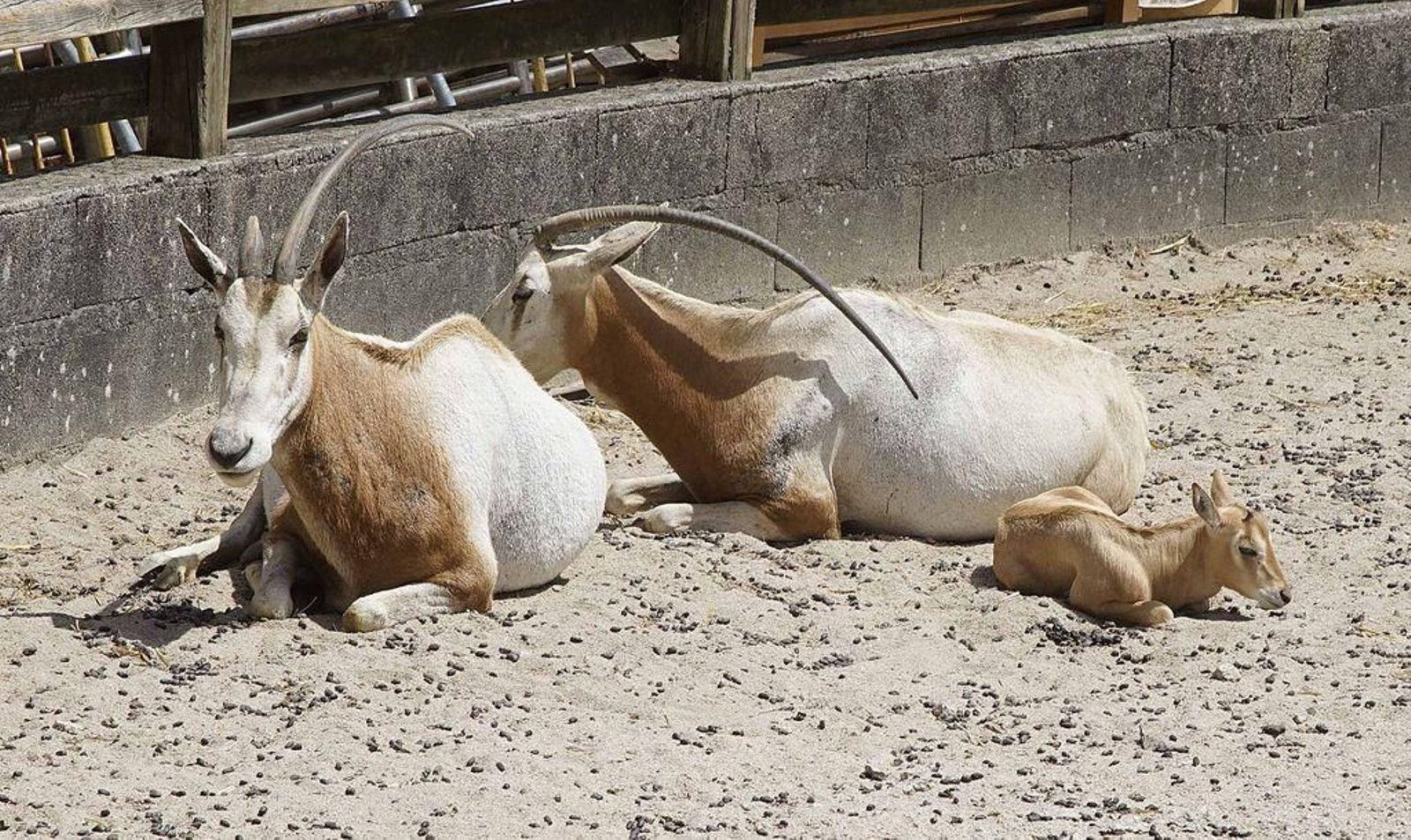 La cría de orix con su familia.