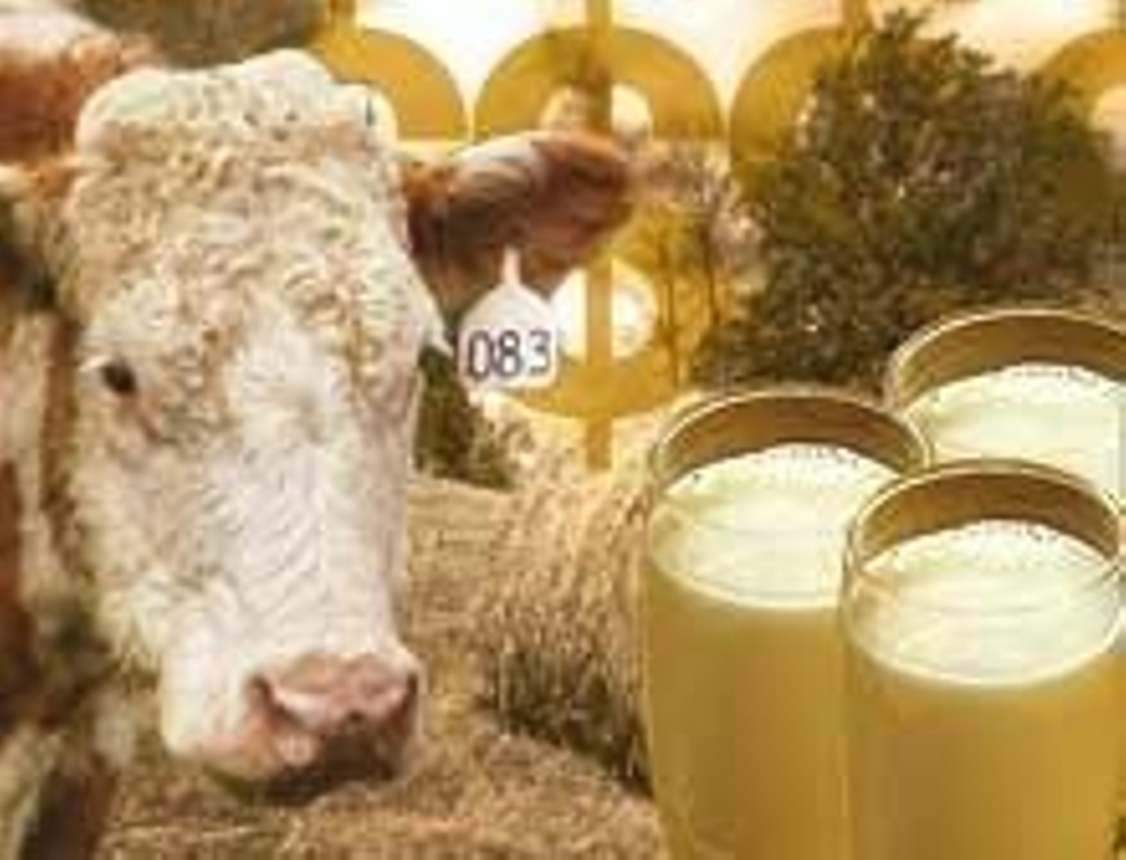 El sistema de cuotas lácteas será revisado en 2010.