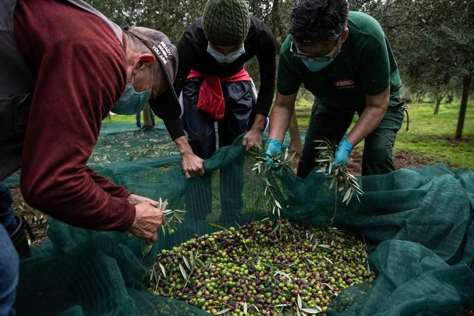 Limpieza de las aceitunas tras caer en la red.