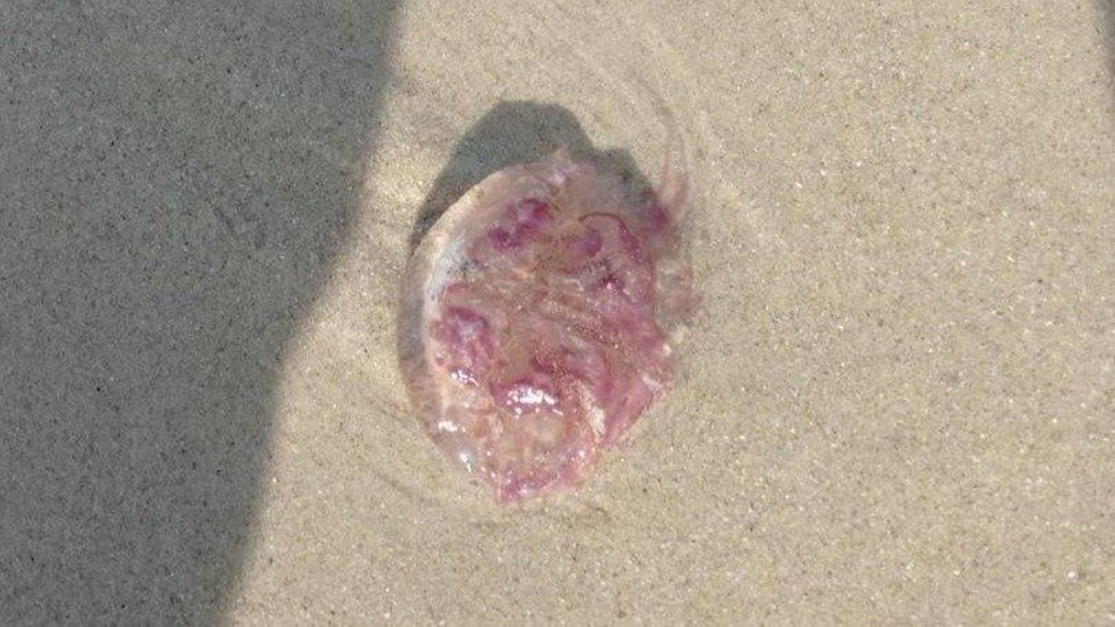 Medusa en Samil. // Cedida