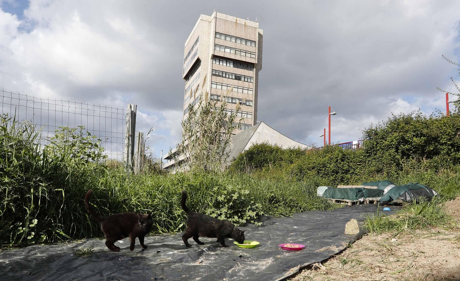 El año pasado fue intenso en el número de gatos recogidos en las calles con un total de 698.