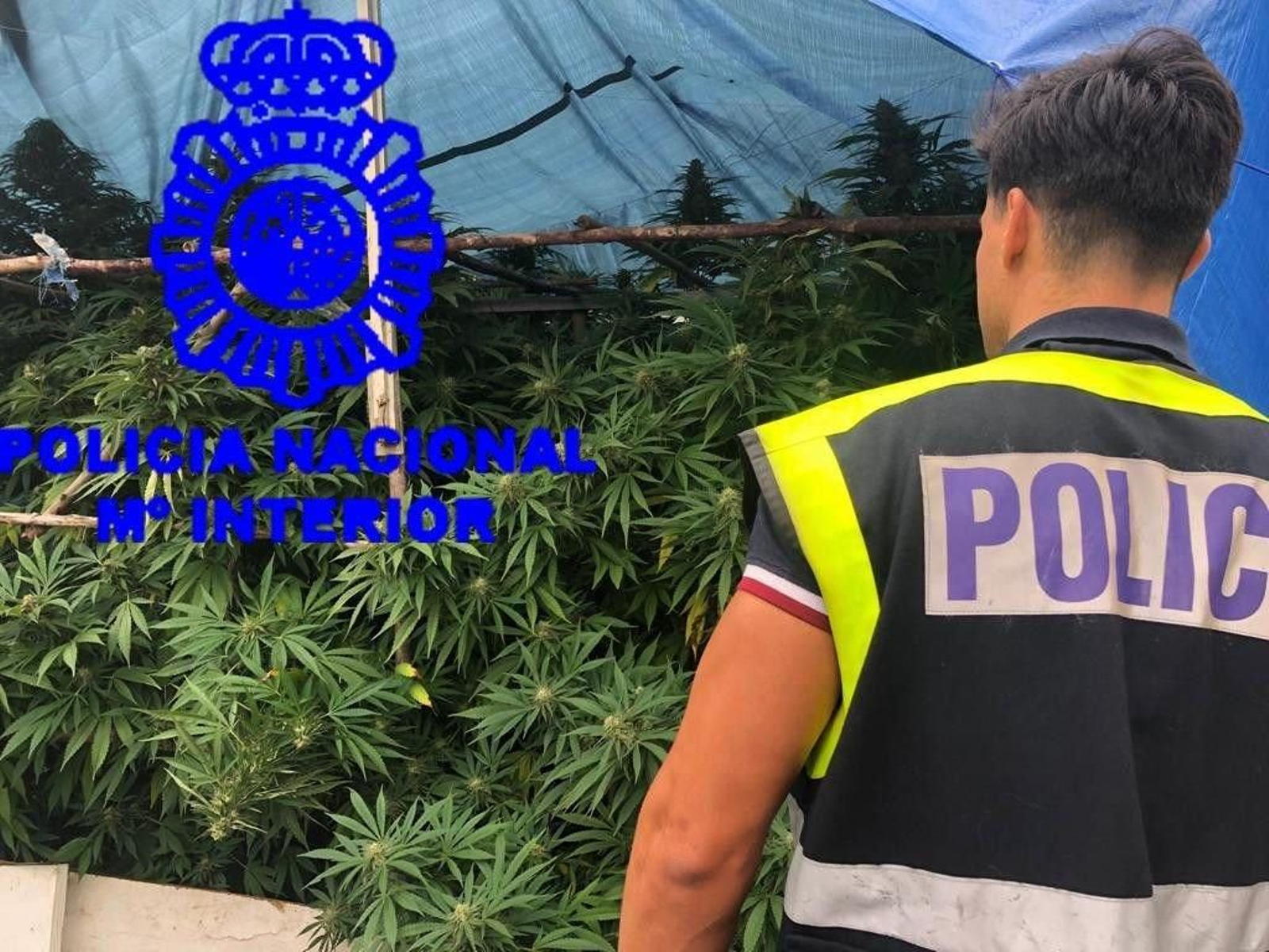 Las plantas intervenidas en un invernadero casero en una finca de Mos esta semana.