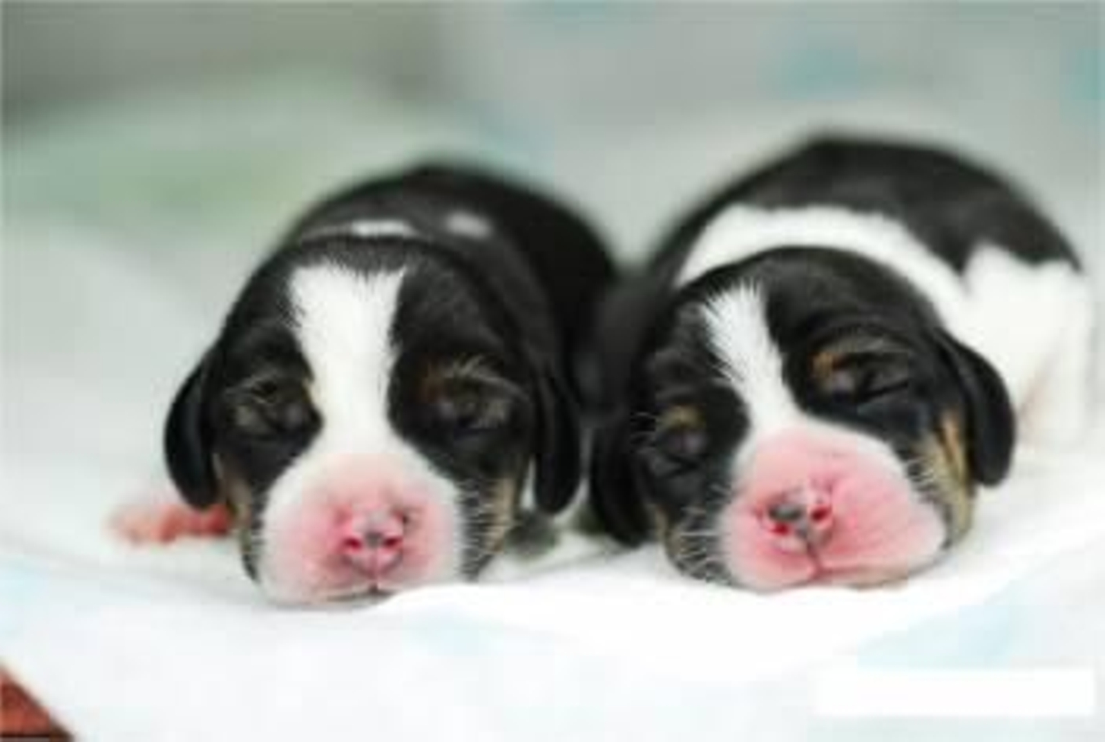 La imagen muestra los dos perros que por segunda generación han sido clonados con el fin de adelantar investigaciones sobre el Alzheimer y el Parkinson en humanos en experimentos adelantados por la Universidad Nacional de Seúl (Foto: EFE)