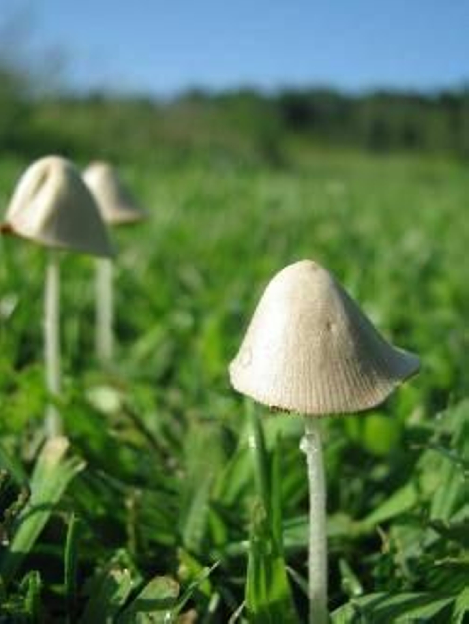 Jornadas Buscasetas-2009, en Valladolid.