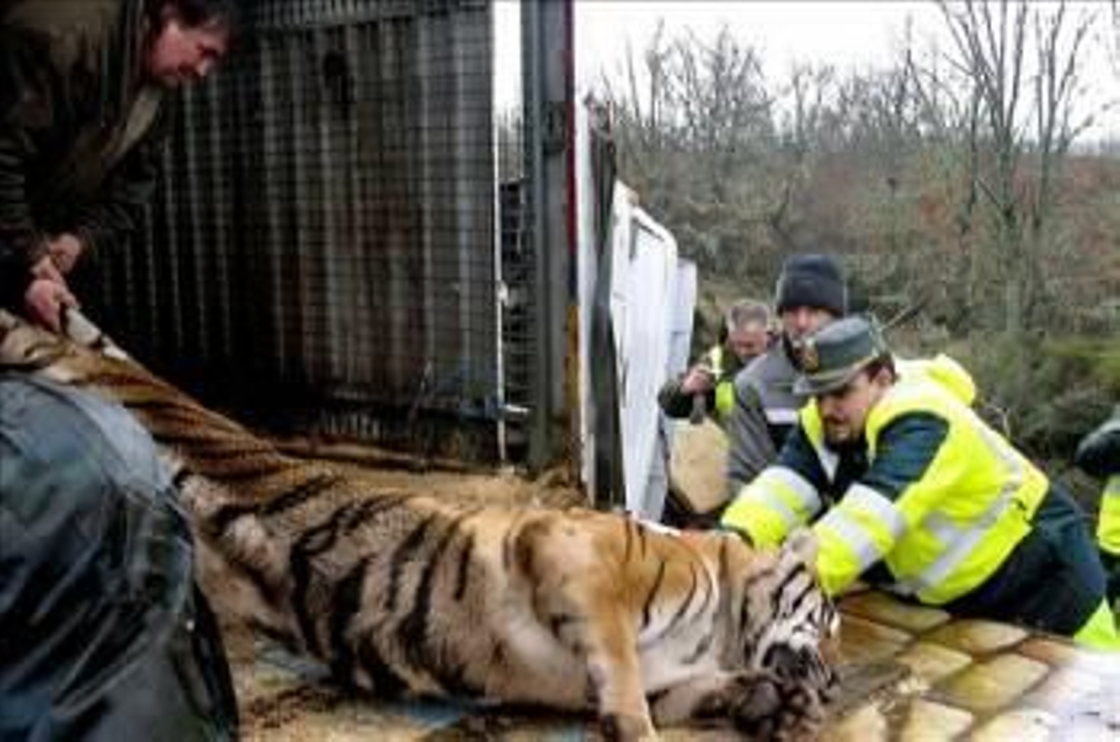 Momento en el que agentes del Seprona y veterinarios trasladan alos animales. (Foto: MARIAM A. MONTESINOS)
