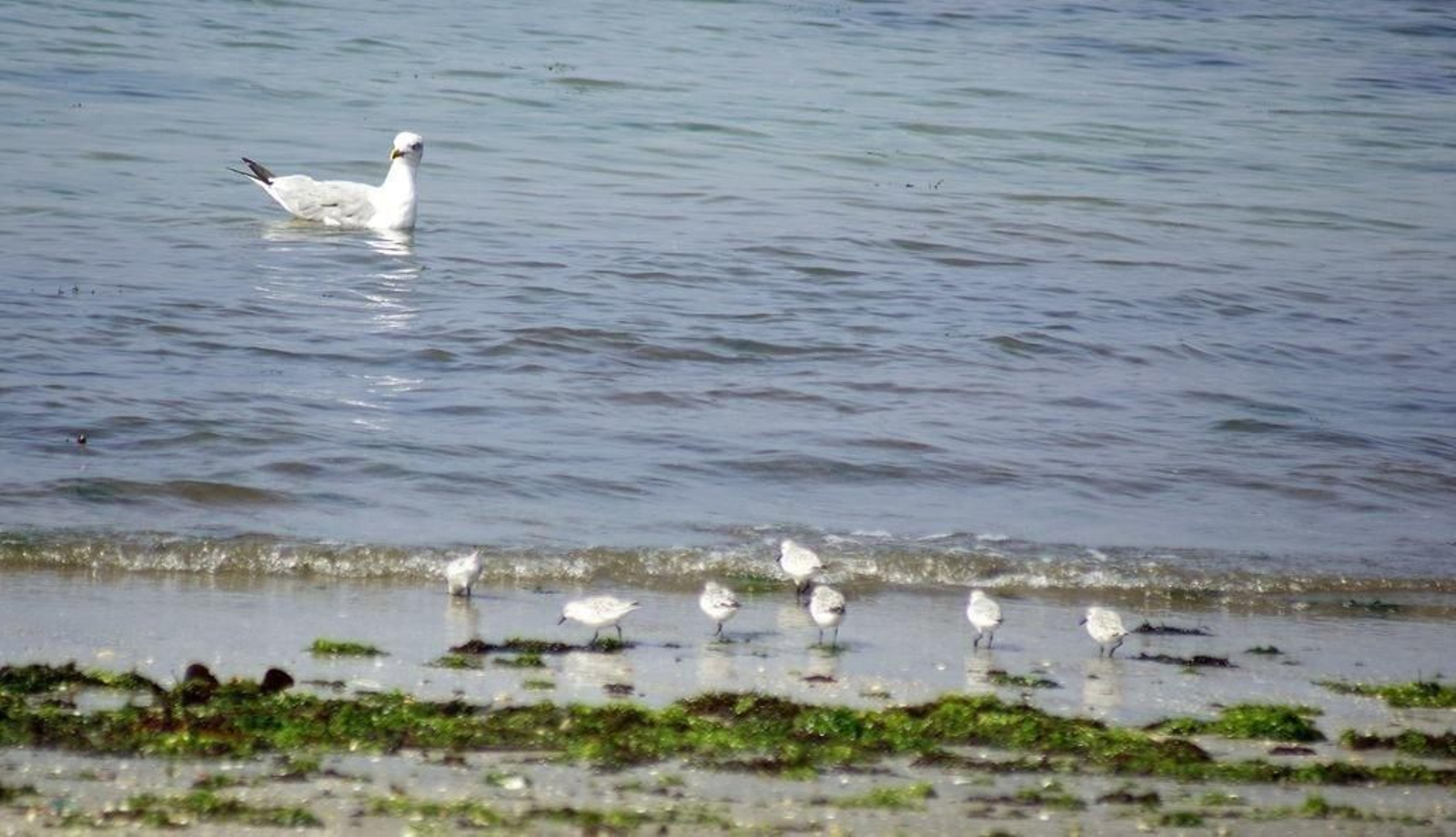 Con el fin de la temporada estival, las aves regresaron a los arenales vigueses.