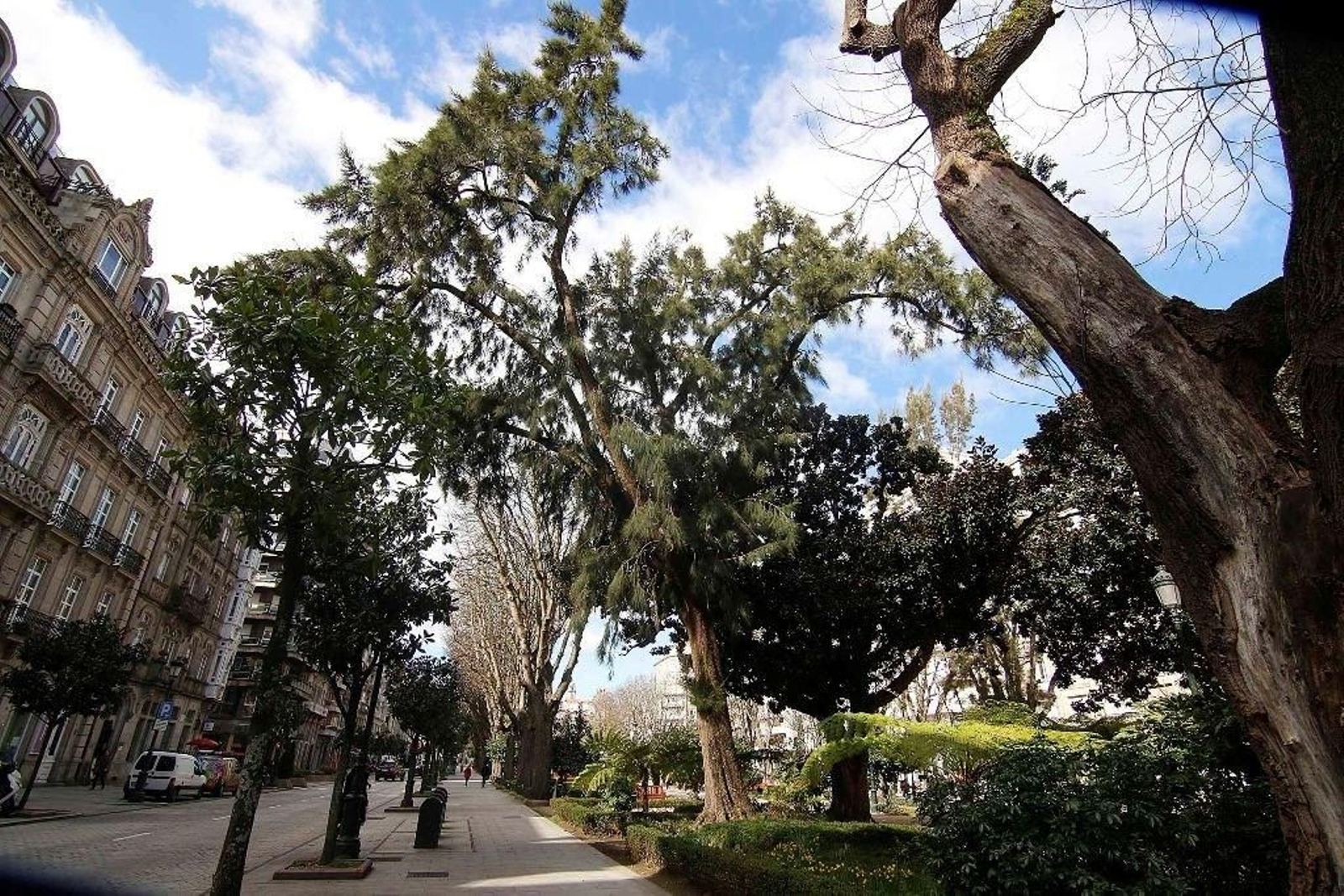 Casuarinas de la Alameda. Es un árbol australiano muy extraño.