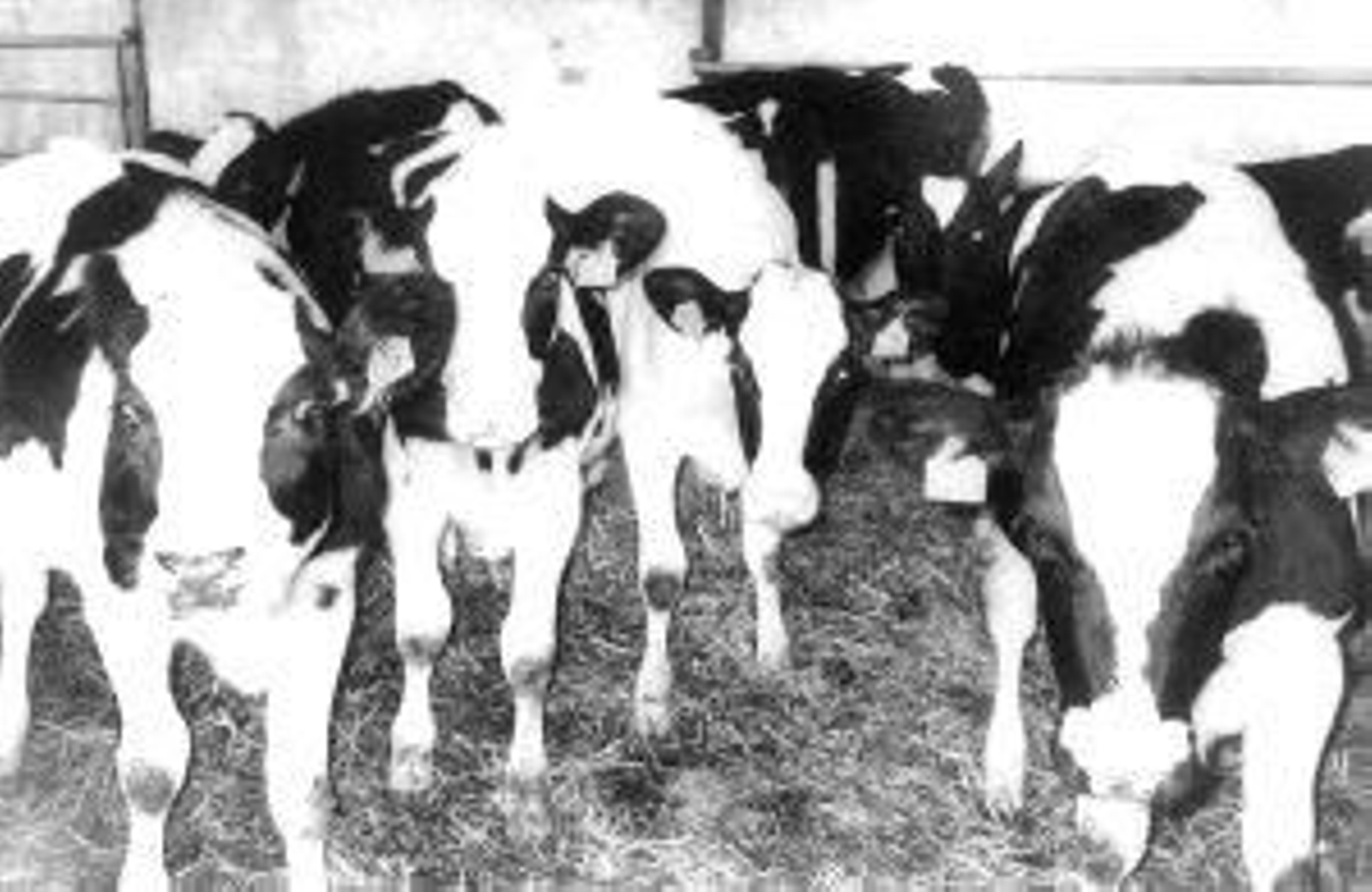 Vacas de raza frisona.