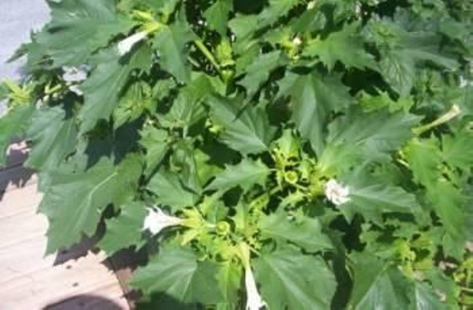 Actividad organizada en Buenos Aires por la Asociación Herbas de Prata.