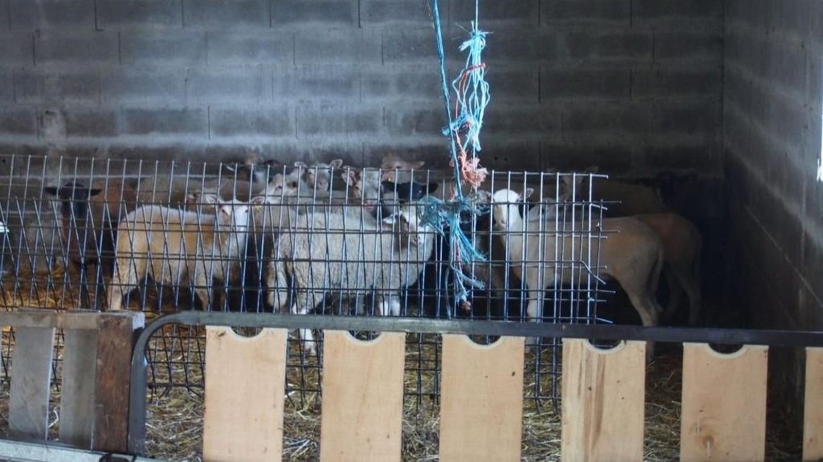 Los animales encontrados en los corrales de Esperante.