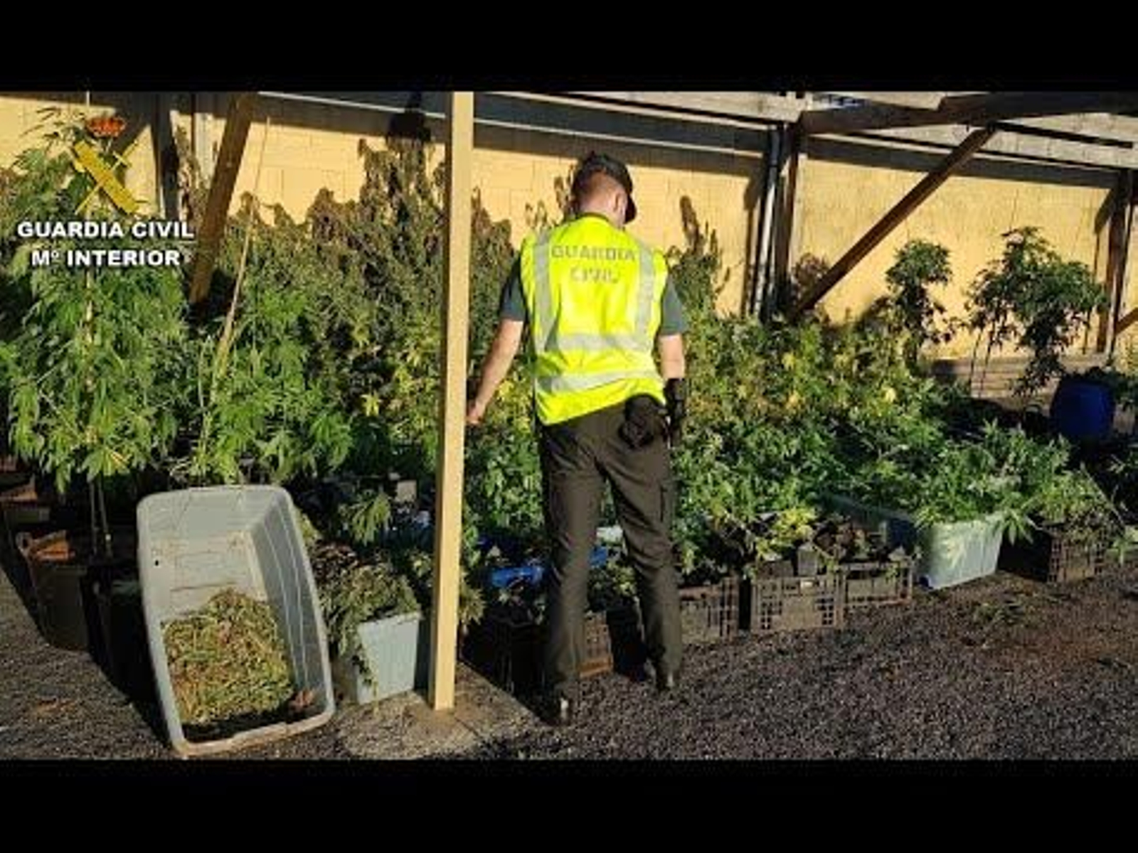 La Guardia Civil desmantela dos plantaciones de marihuana en la comarca del Deza