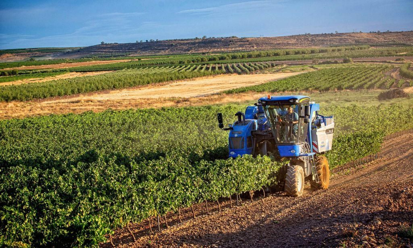 Una máquina trabaja en un viñedo en La Rioja.