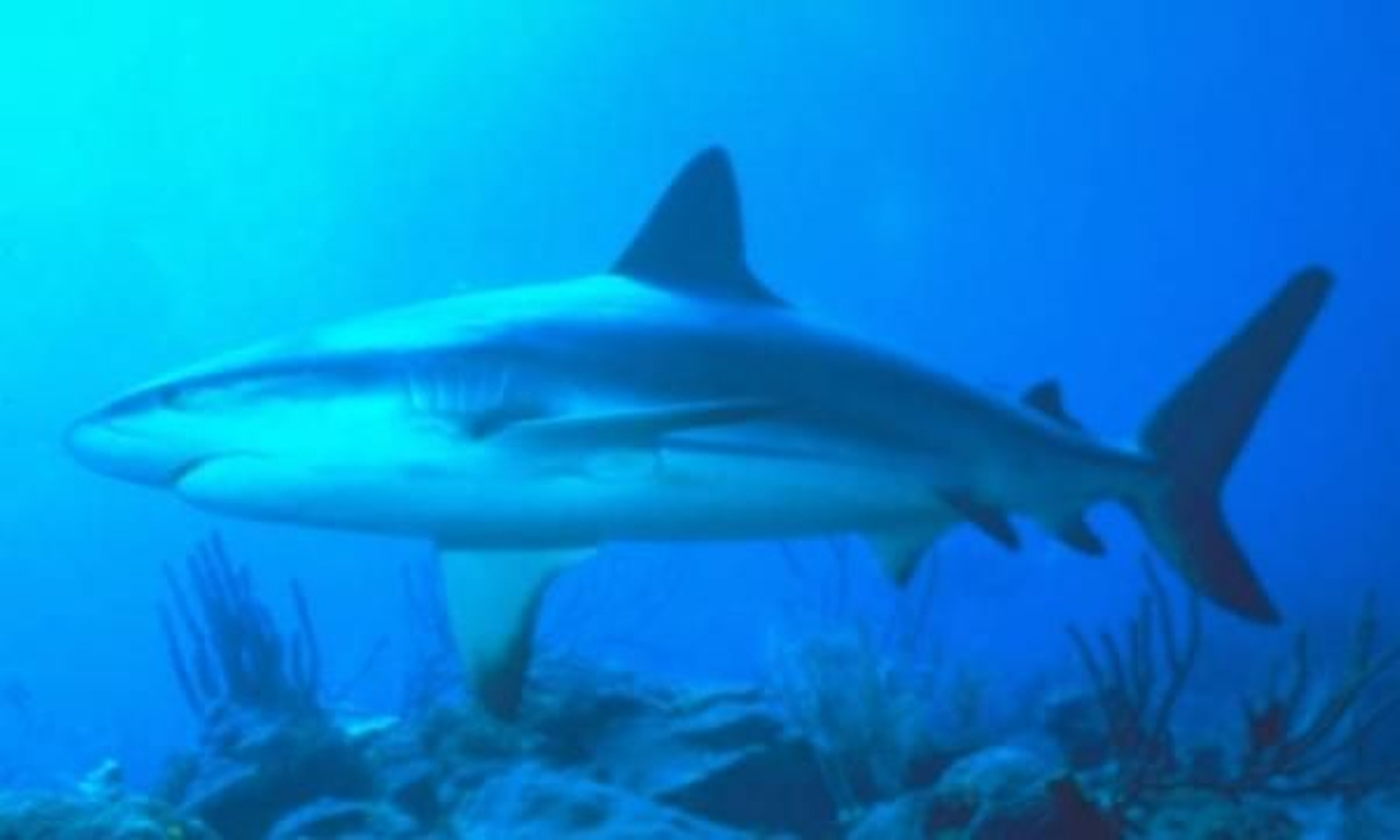 Los tiburones del Mediterráneo, en peligro de extinción.