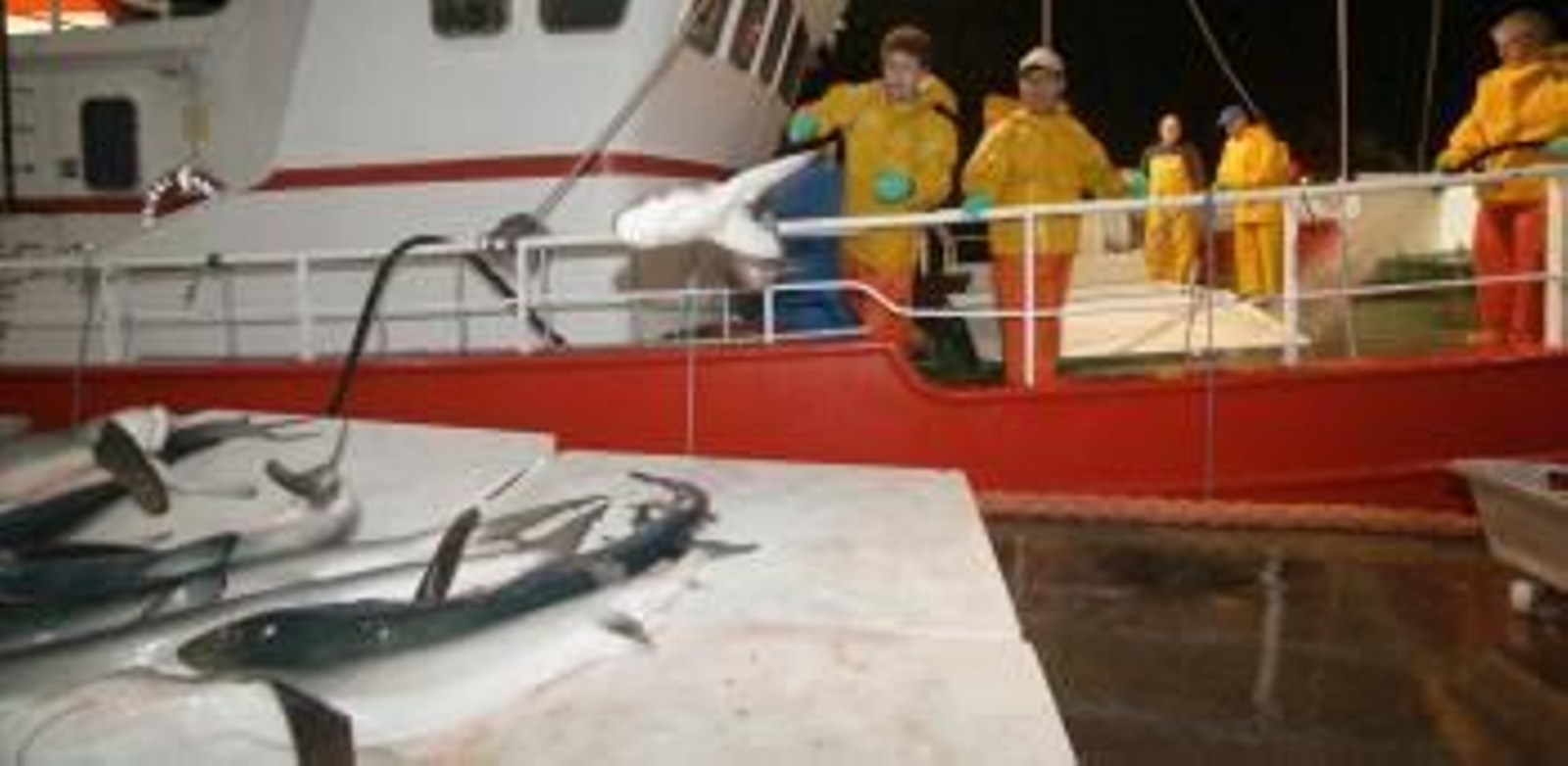 Descarga de tiburones en fresco con las aletas adheridas en el puerto de Vigo.