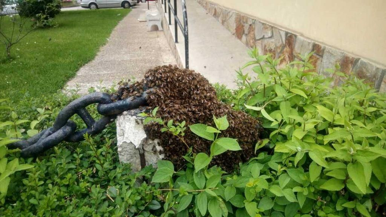 Enjambre de avispas en Padre Seixas, que fue retirado el miércoles.